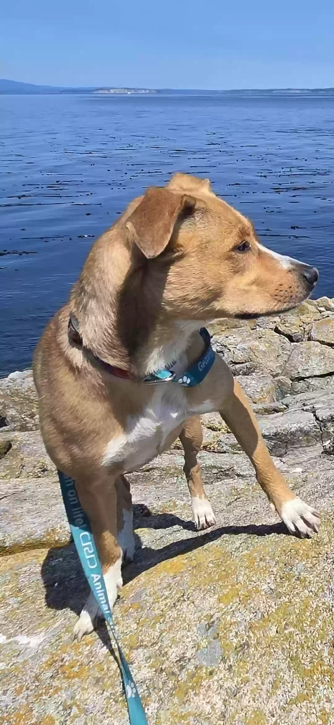 adoptable Dog in Blaine,WA named Muskwas