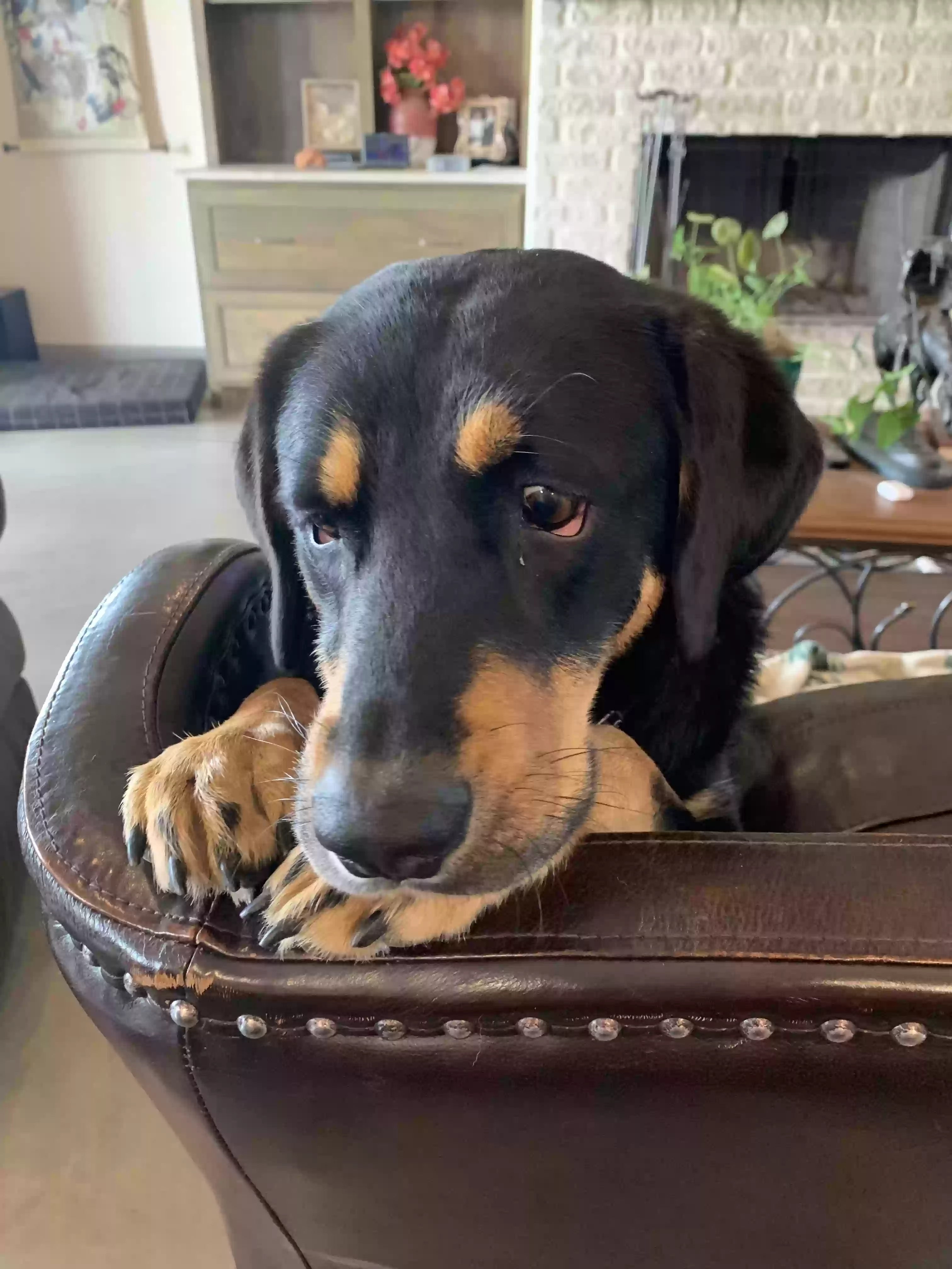 adoptable Dog in Brownwood,TX named Bugs