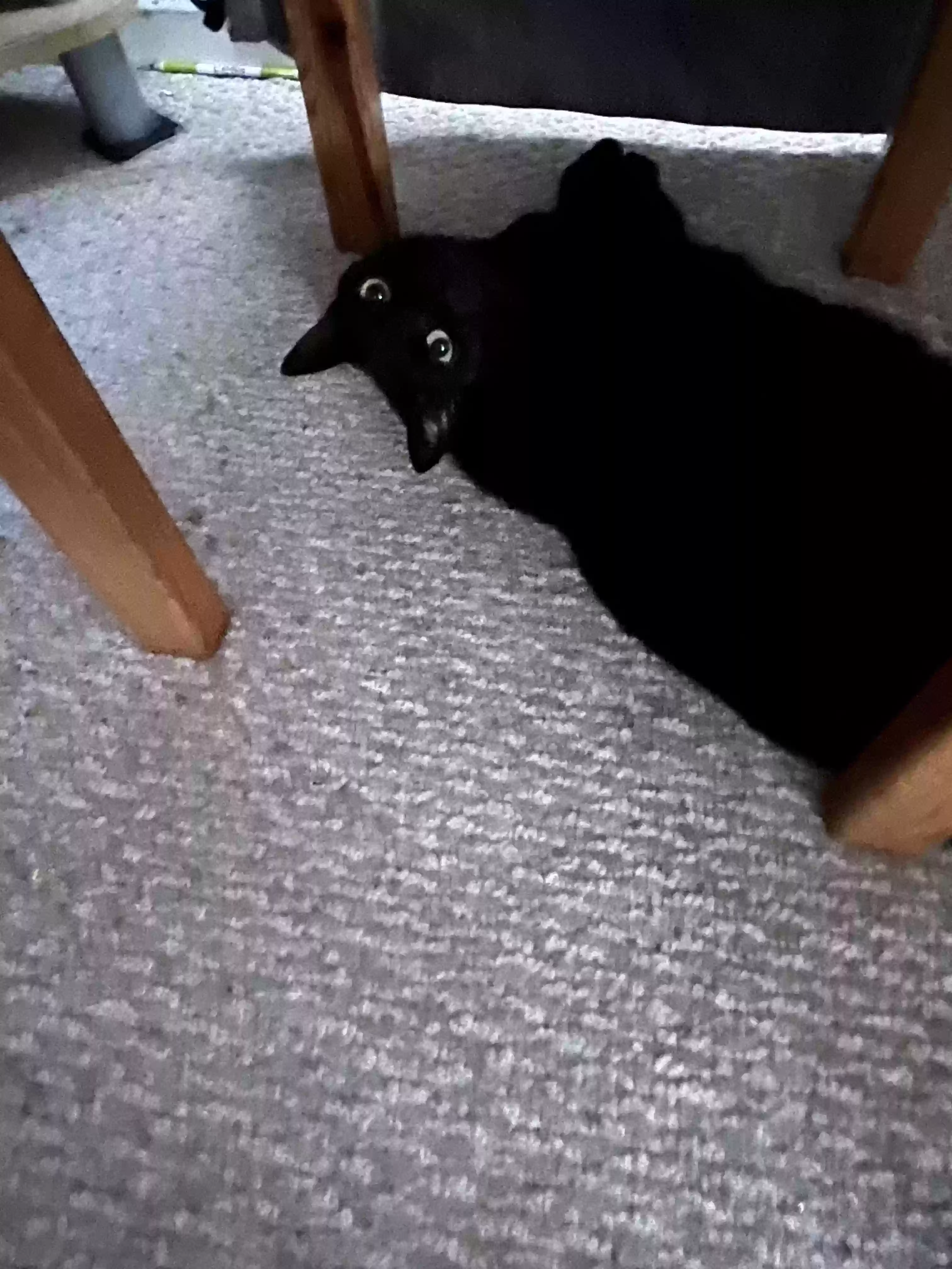 adoptable Cat in Los Angeles,CA named Ariel