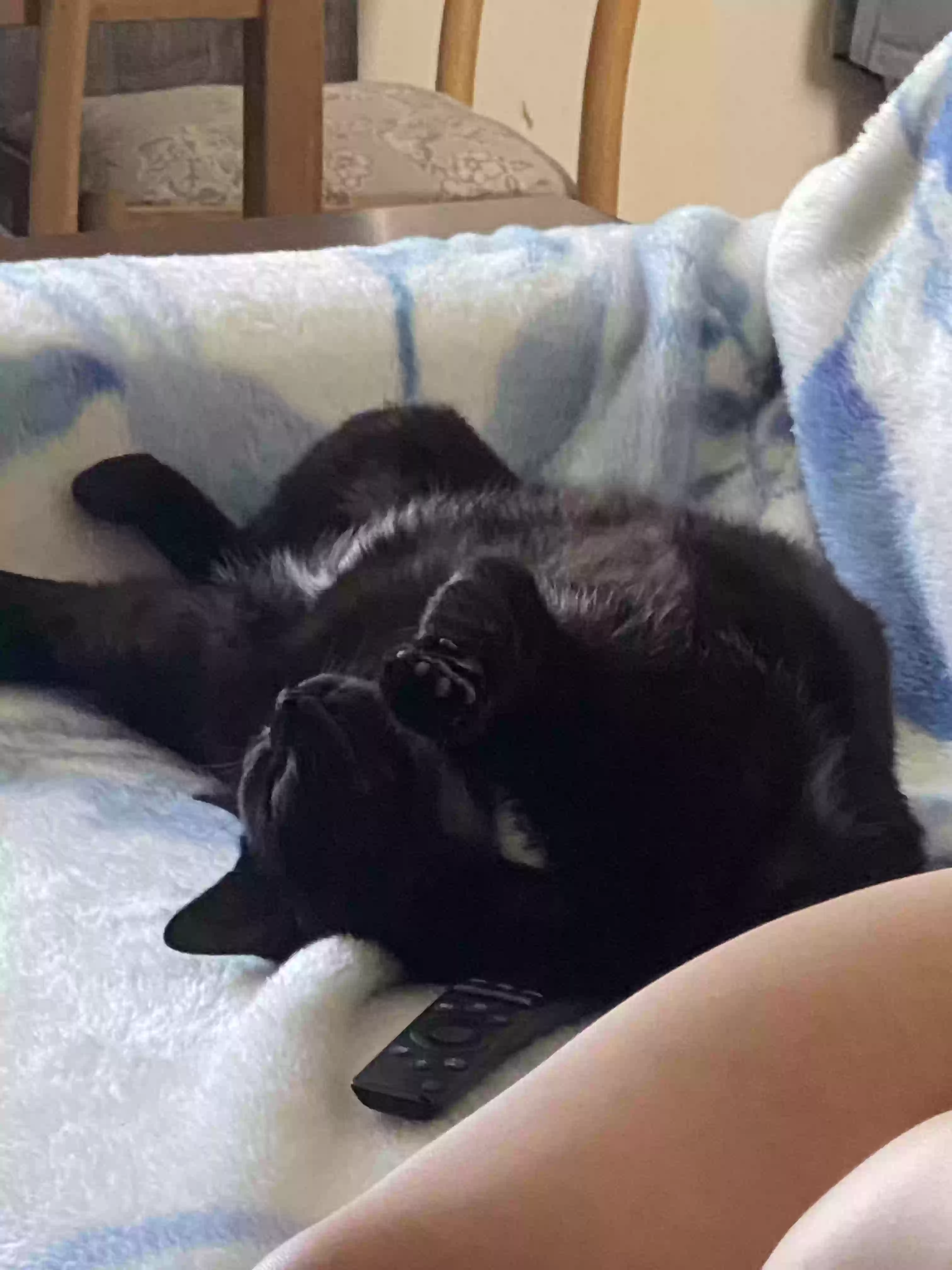 adoptable Cat in Los Angeles,CA named Billy