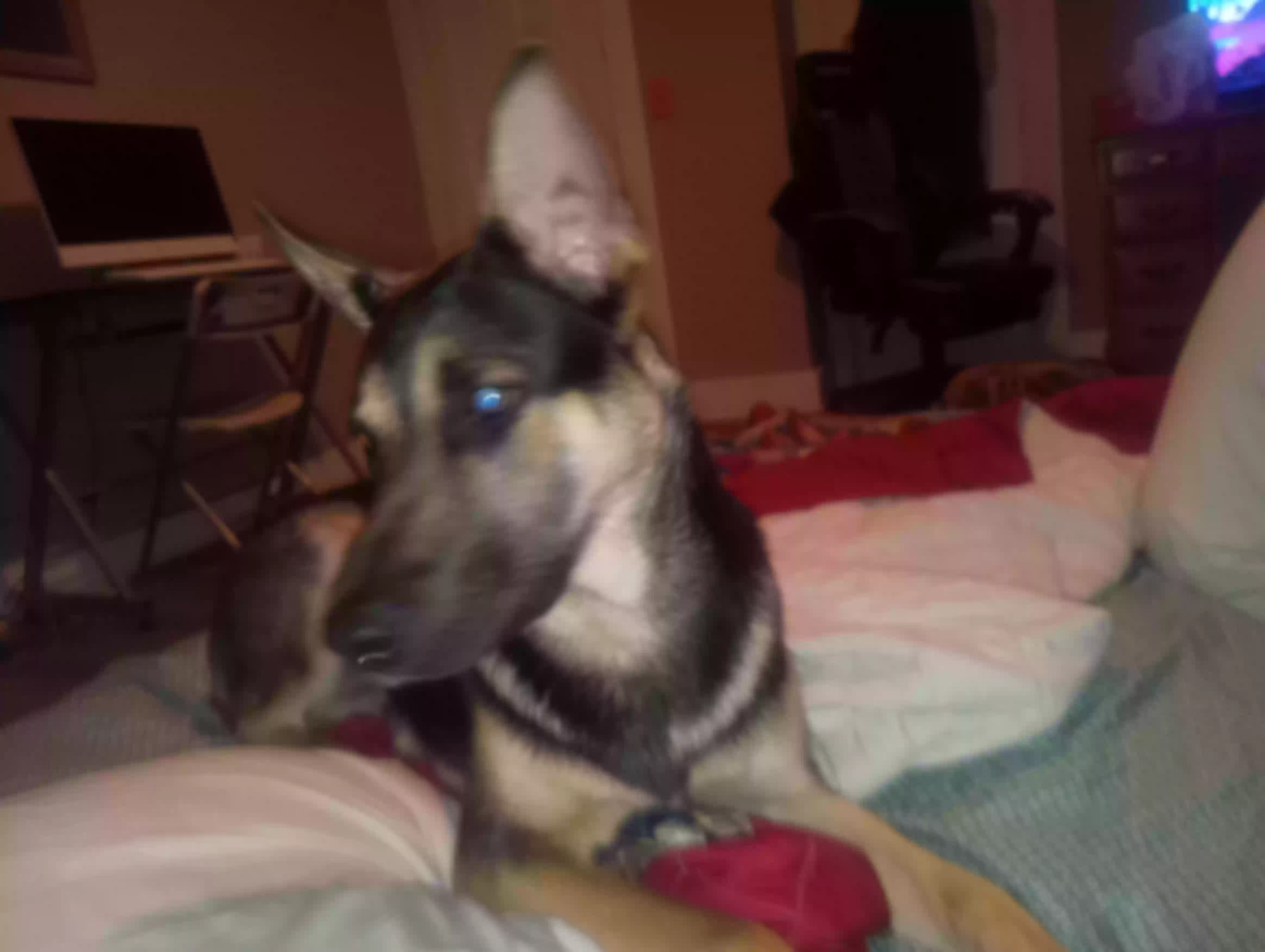 adoptable Dog in Springfield,OH named Leroy