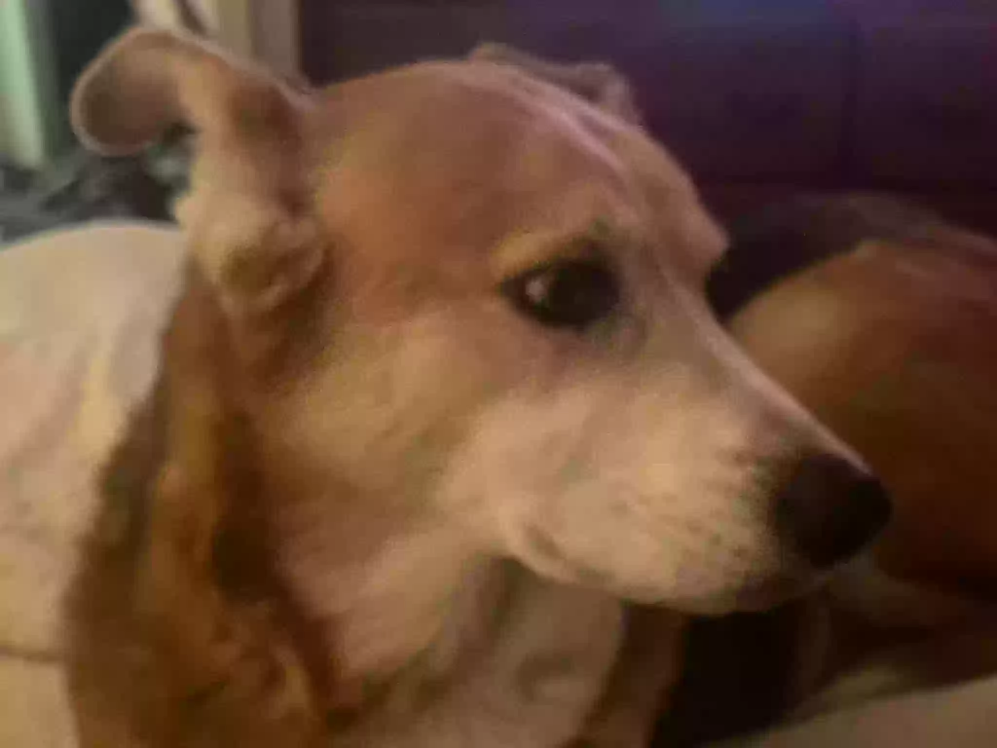 adoptable Dog in Clarksville,TN named Lola