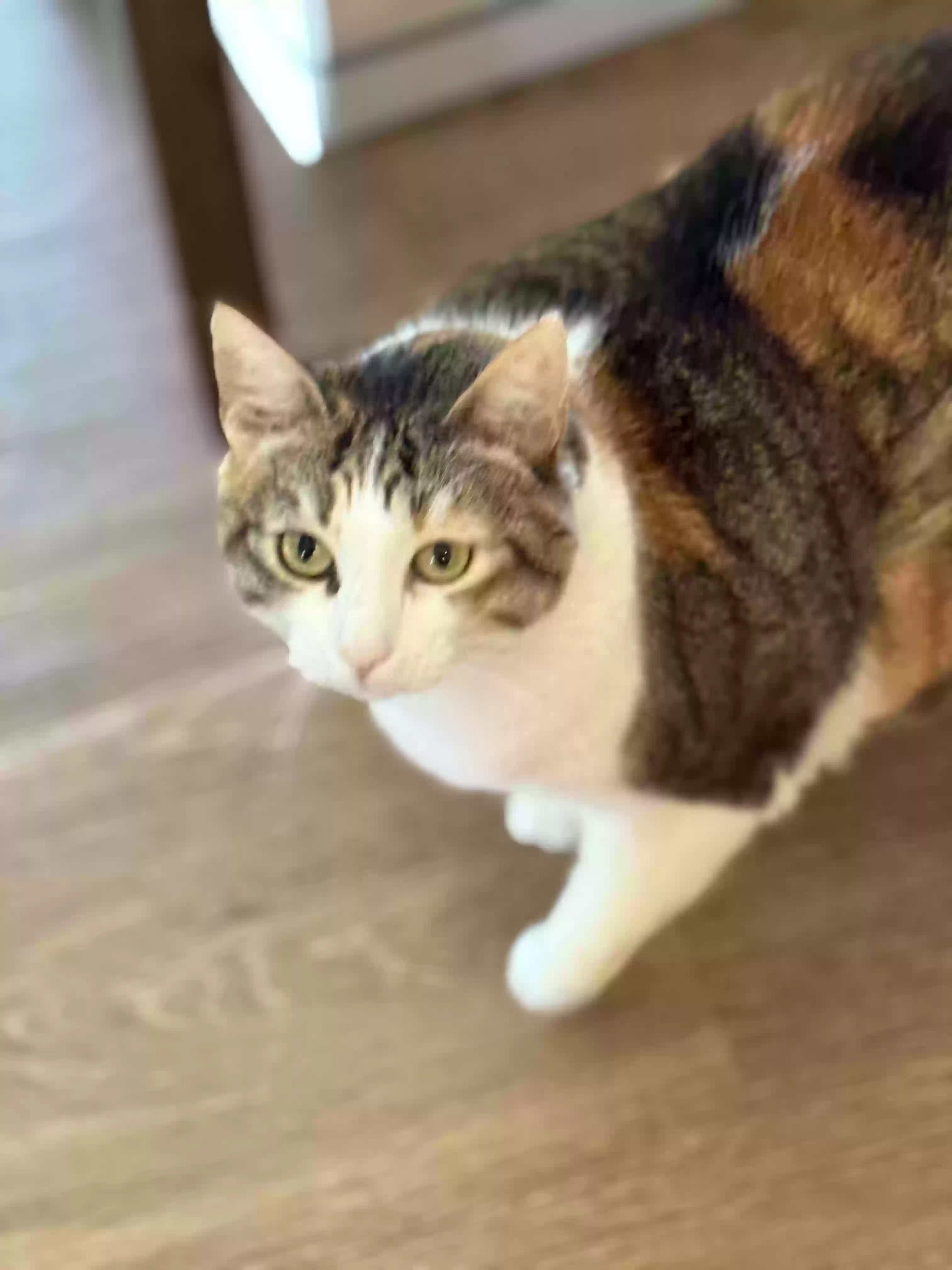 adoptable Cat in Napa,CA named Cali Mae