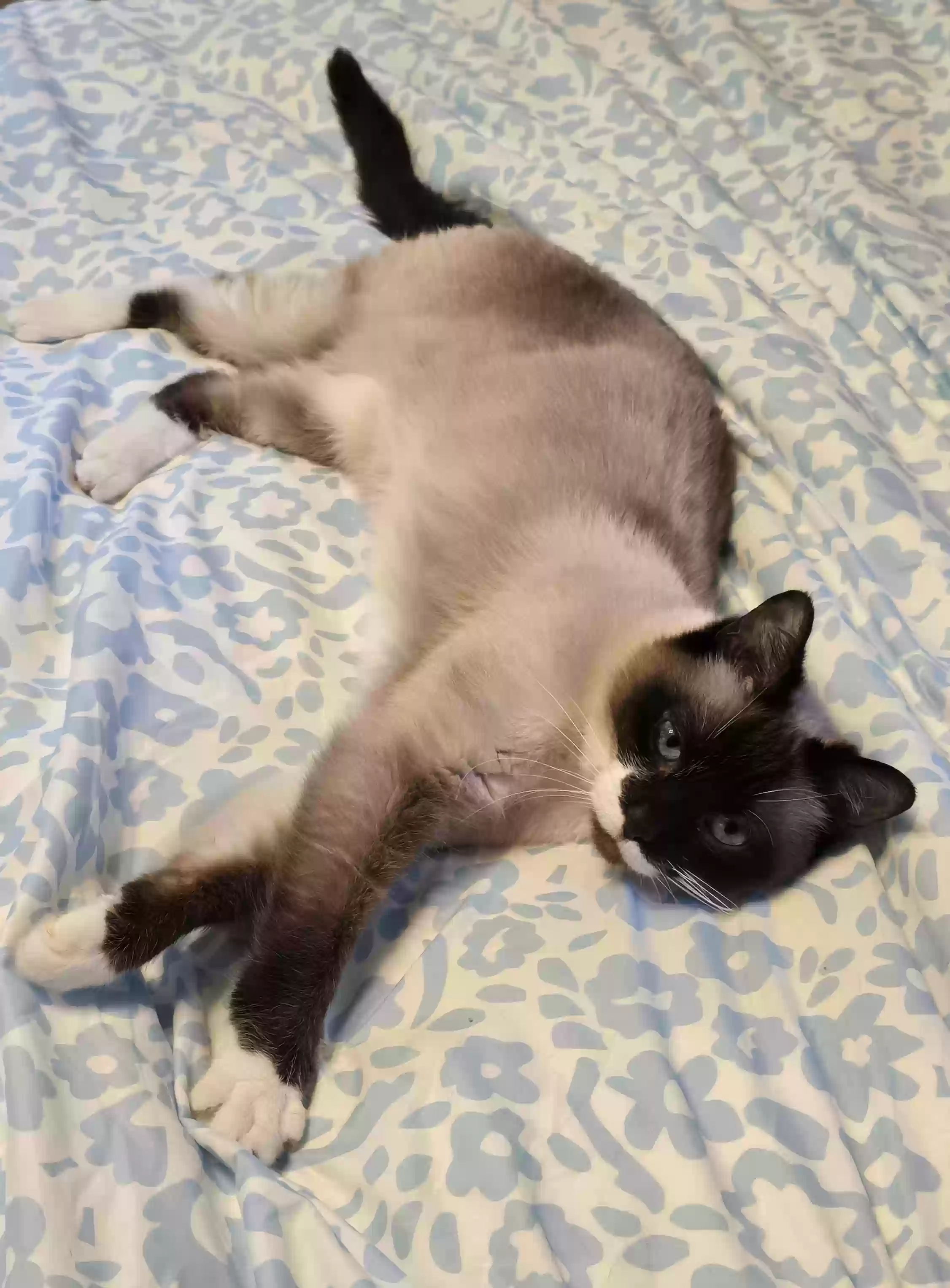 adoptable Cat in Derby,NY named Kansas
