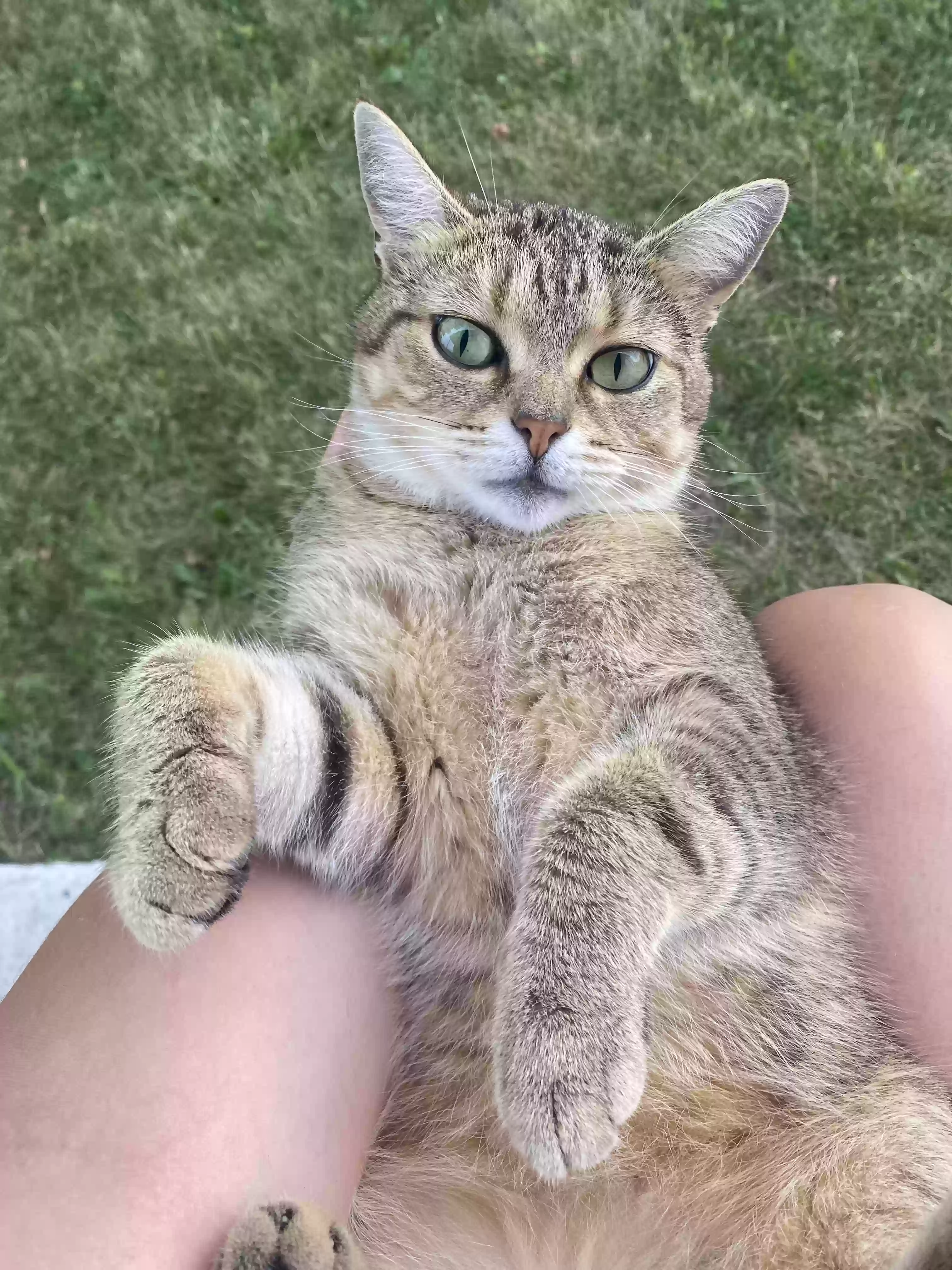 adoptable Cat in Middletown,OH named Mika