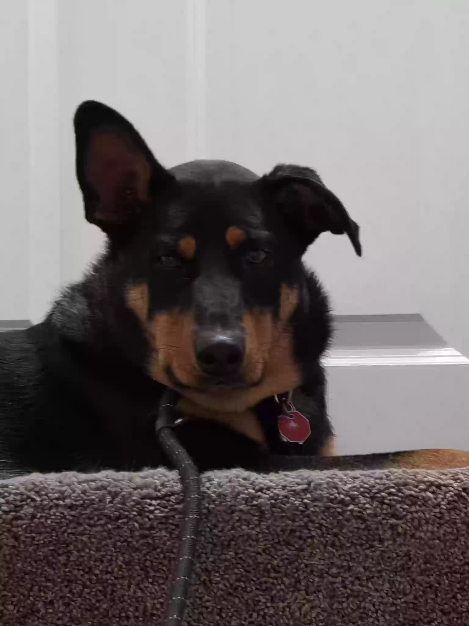 adoptable Dog in Joliet,IL named Gunner