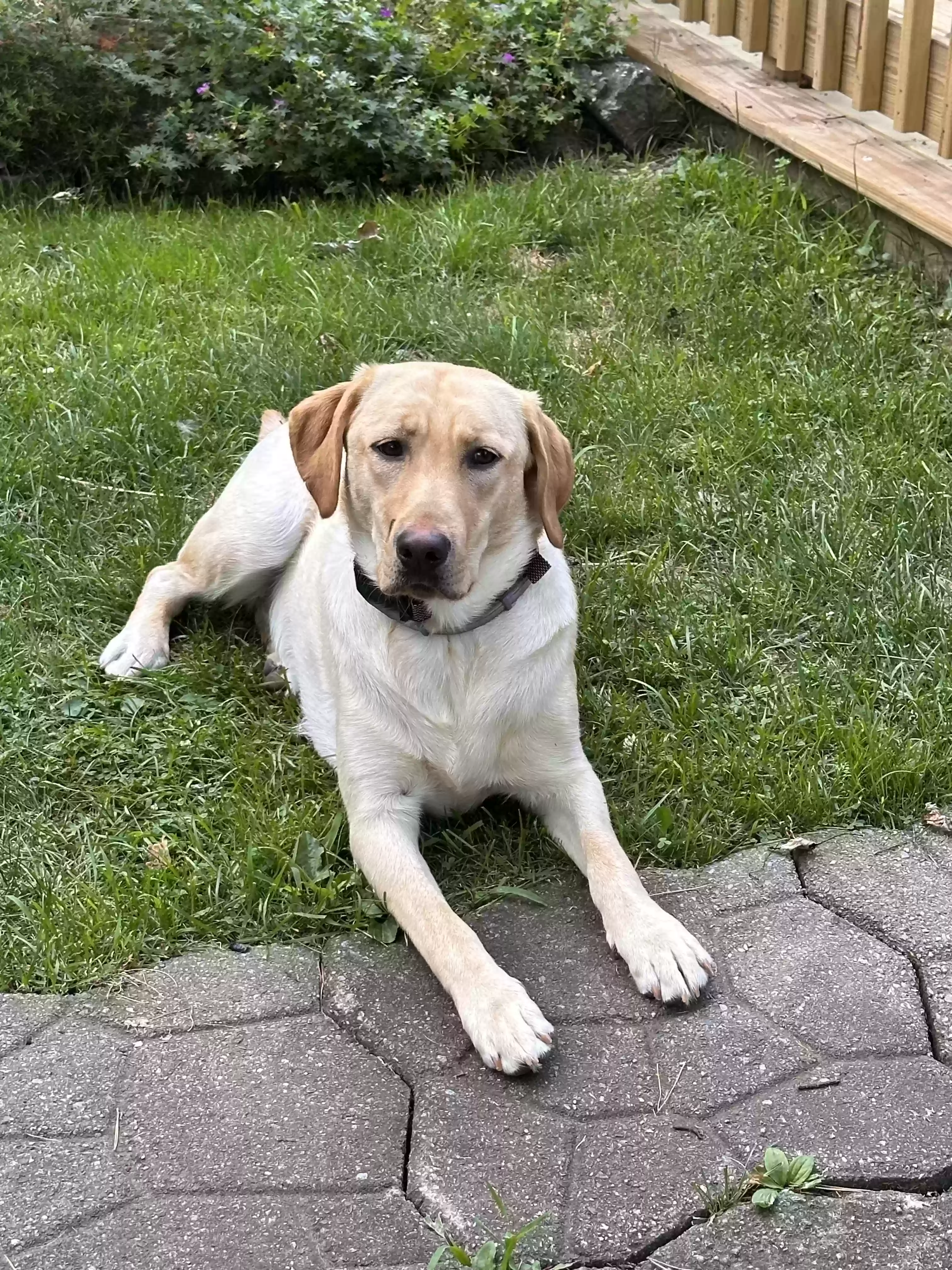 adoptable Dog in Gloversville,NY named Abby