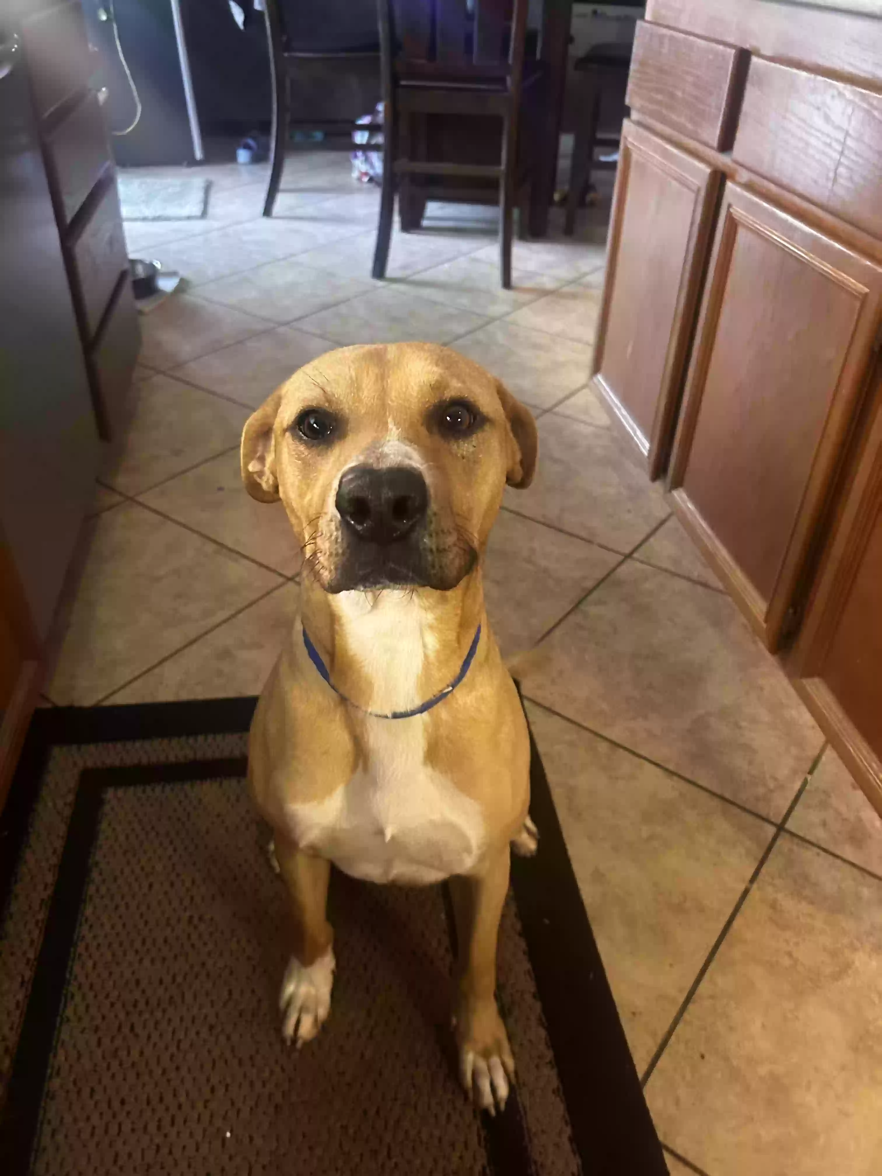 adoptable Dog in Murrieta,CA named Bogart