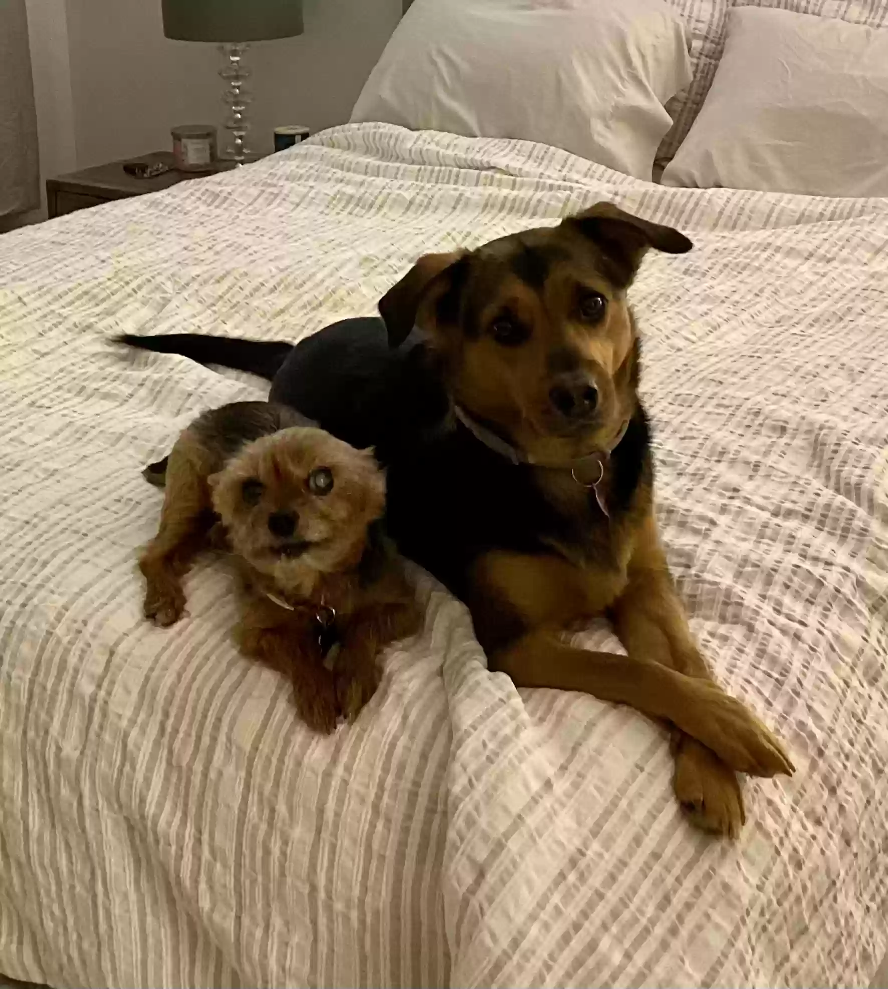 adoptable Dog in Chattanooga,TN named 