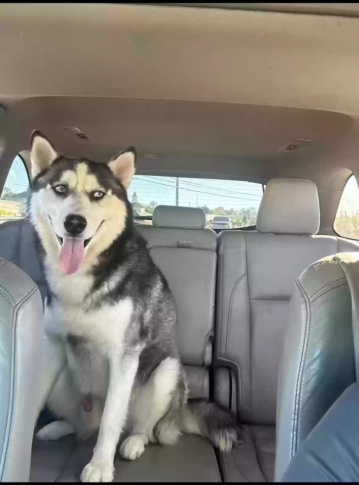 adoptable Dog in Fayetteville,GA named Navi Berry