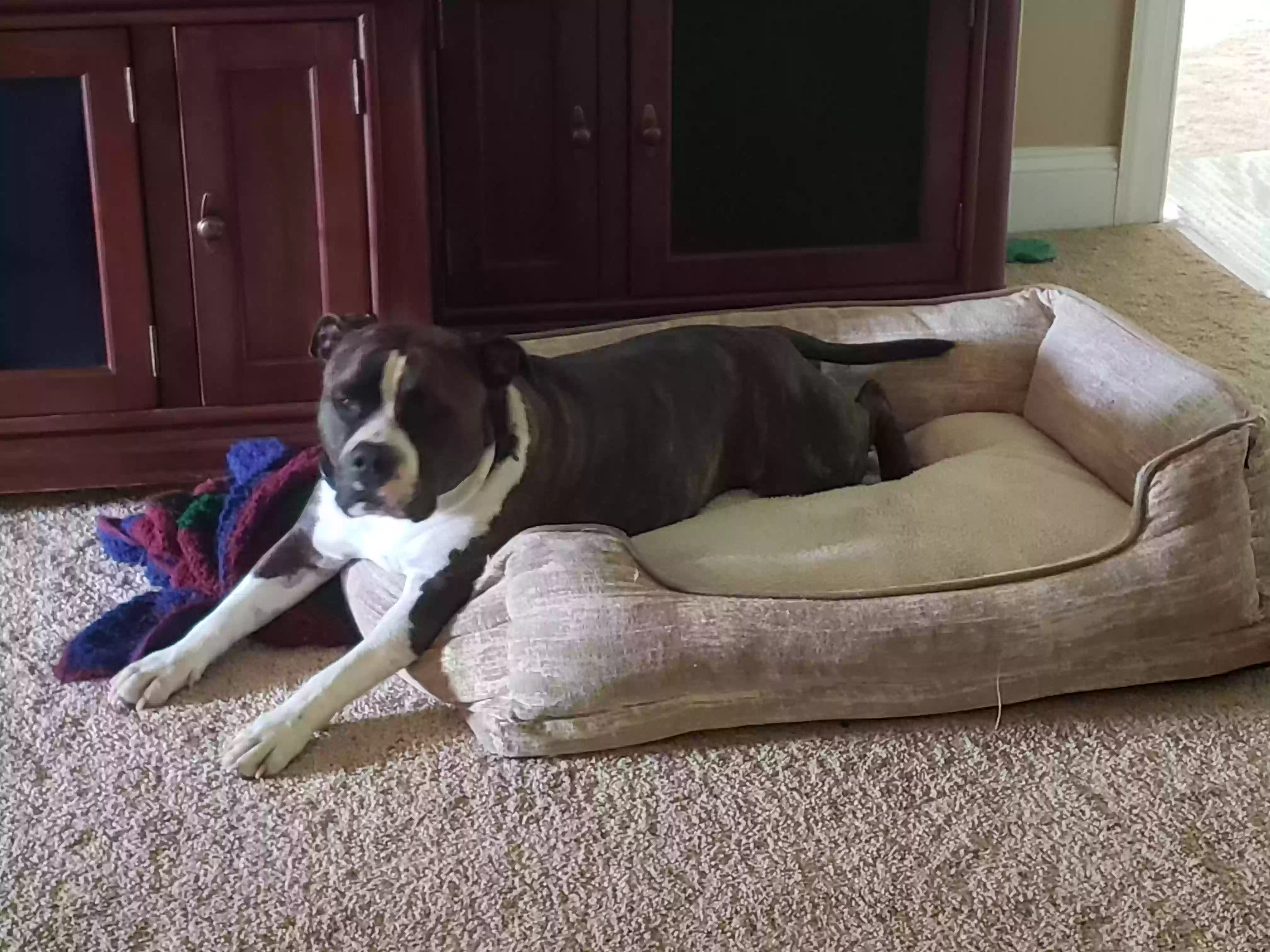 adoptable Dog in Henrico,VA named Jasper