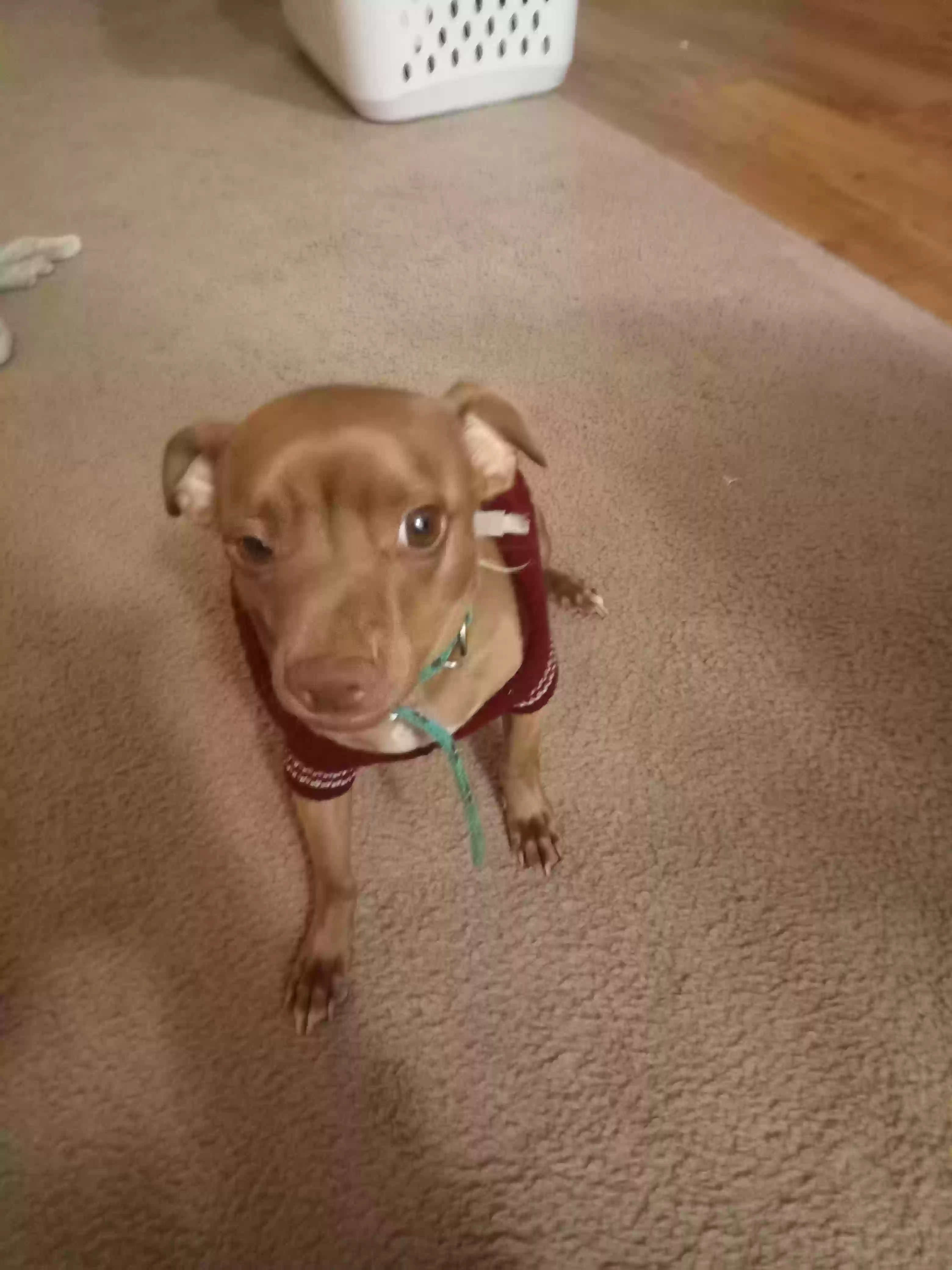 adoptable Dog in Tomball,TX named Bentley