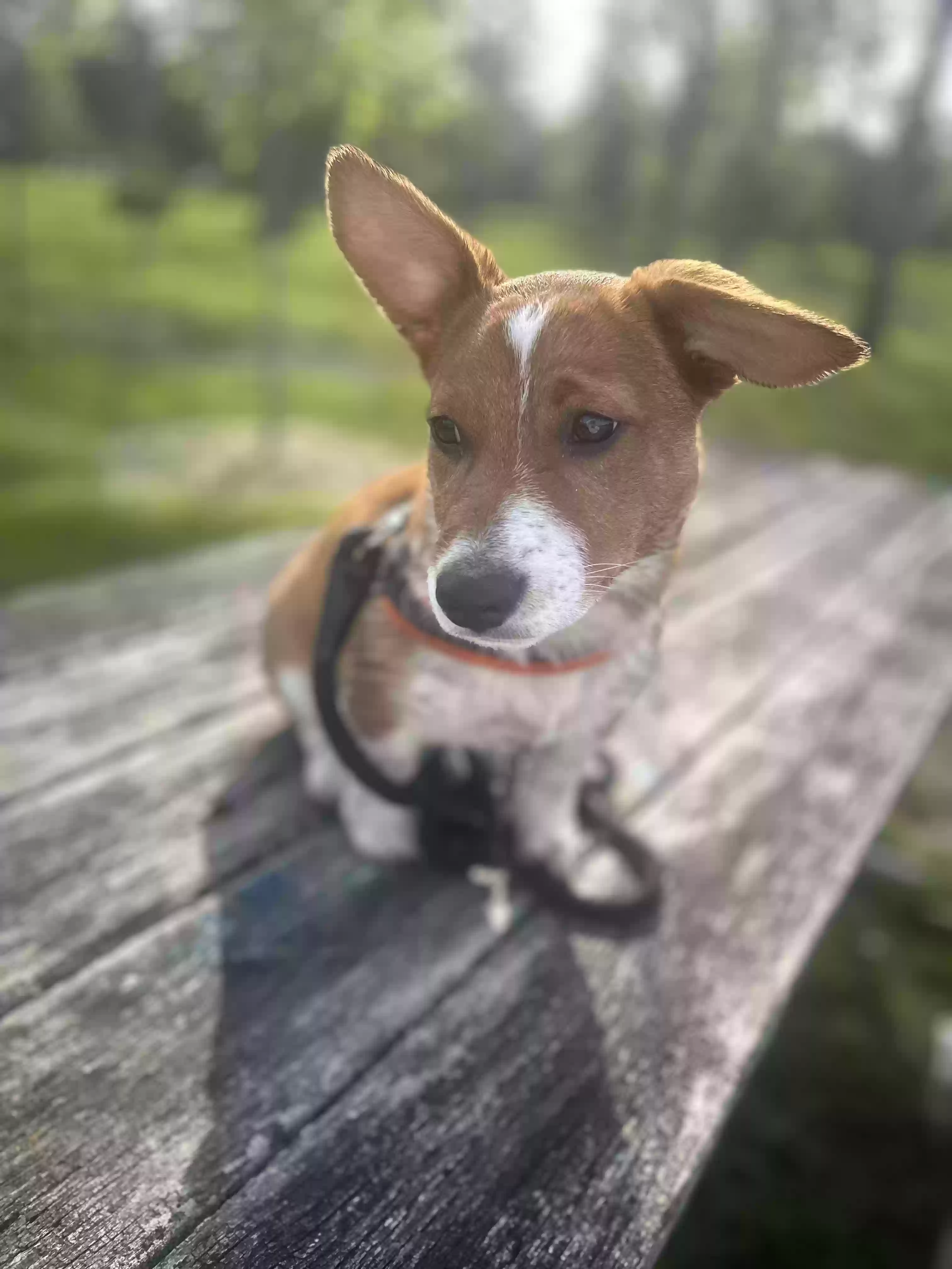 adoptable Dog in Ottsville,PA named Butters