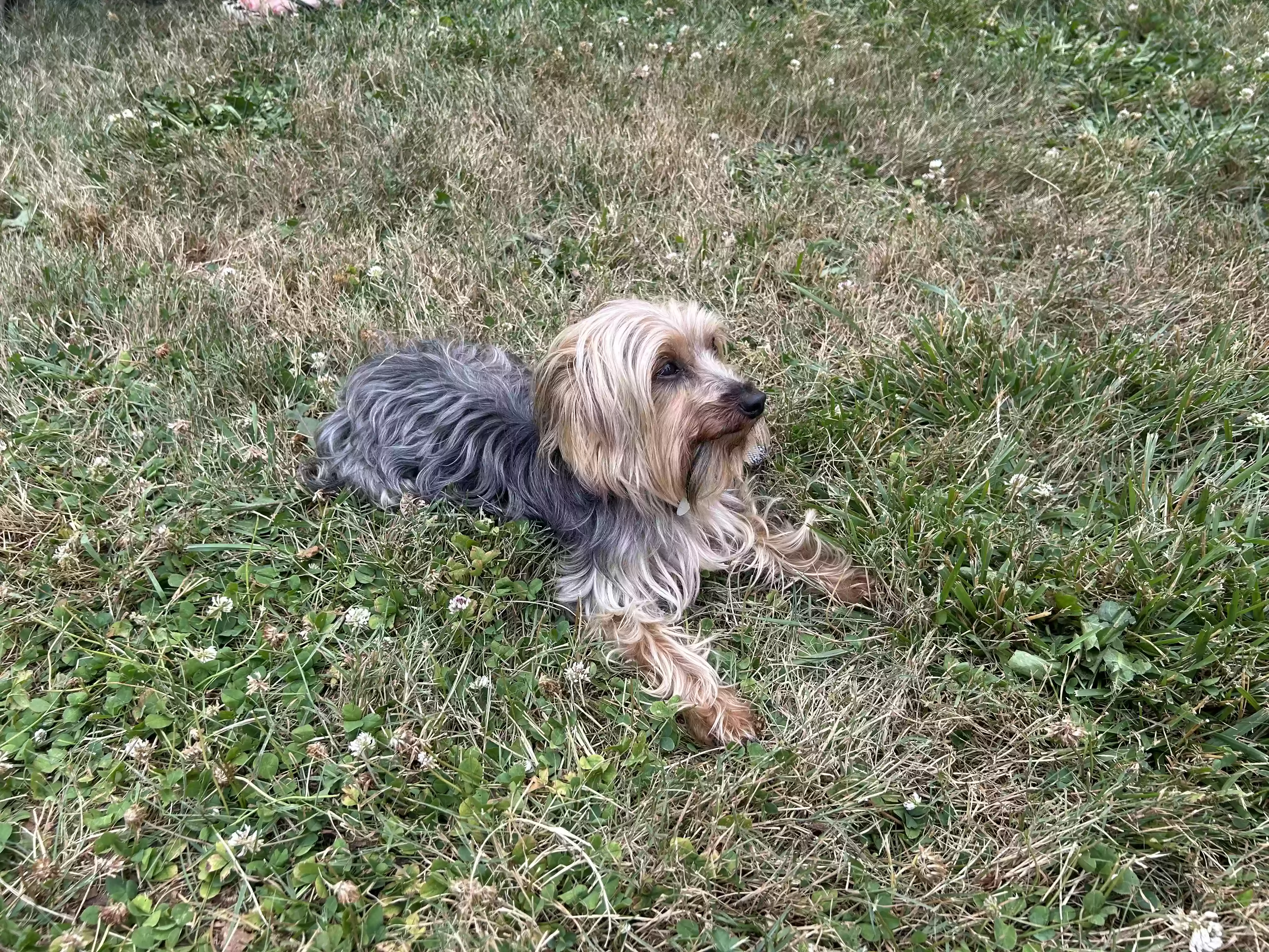 adoptable Dog in West Babylon,NY named Mars
