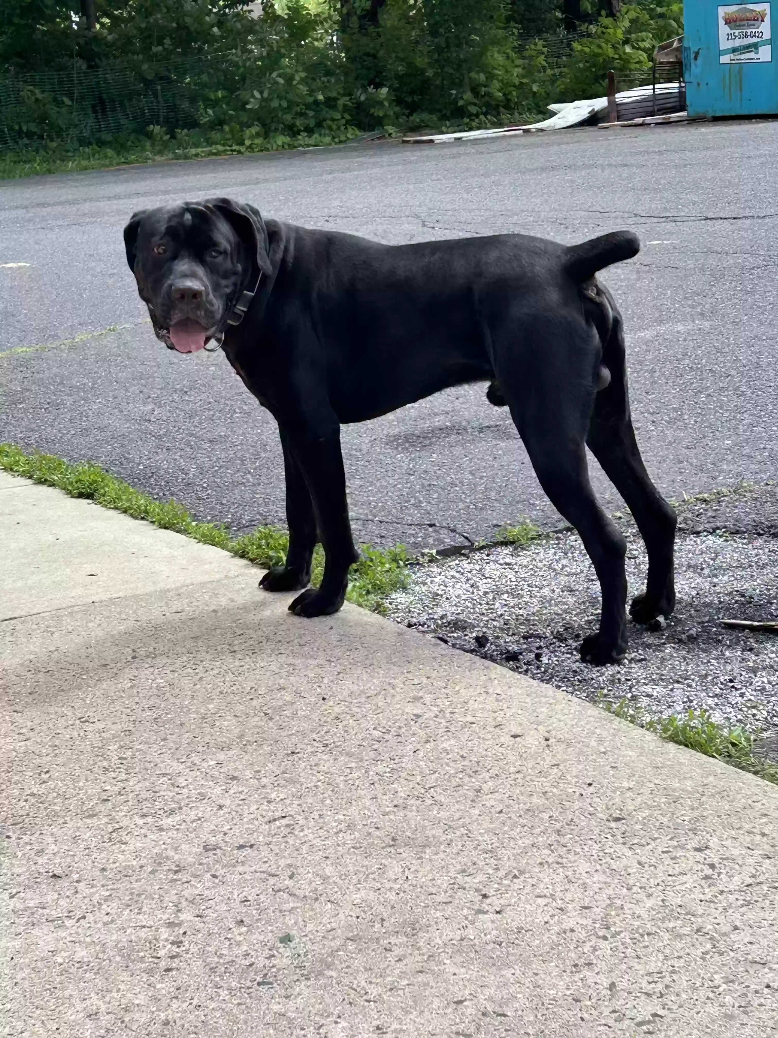 adoptable Dog in Ottsville,PA named Zeus