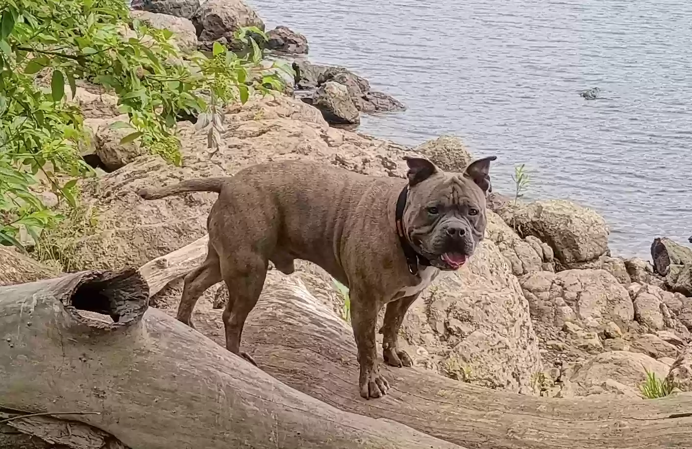 adoptable Dog in Lake Oswego,OR named Thunder