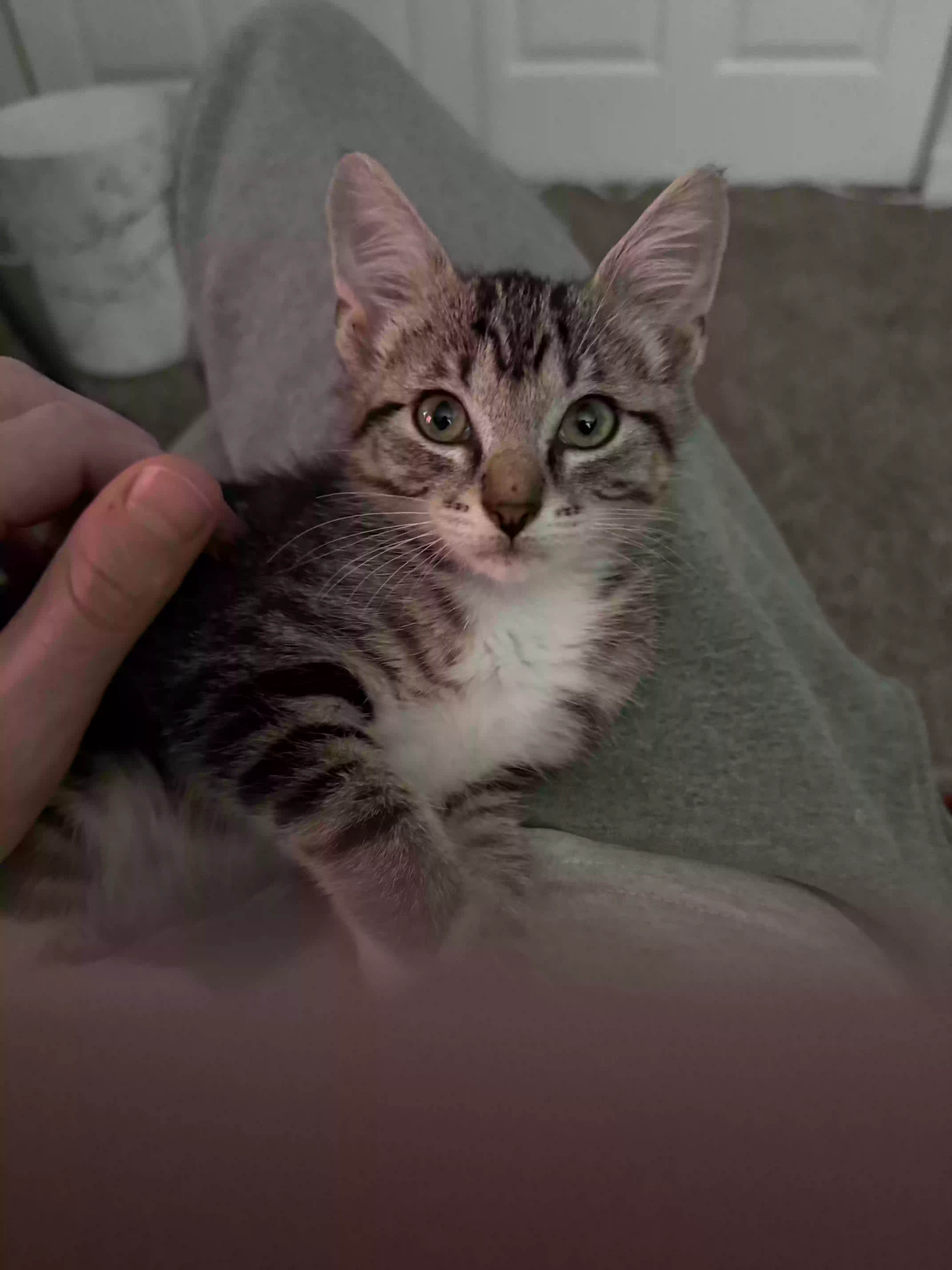 adoptable Cat in Oklahoma City,OK named