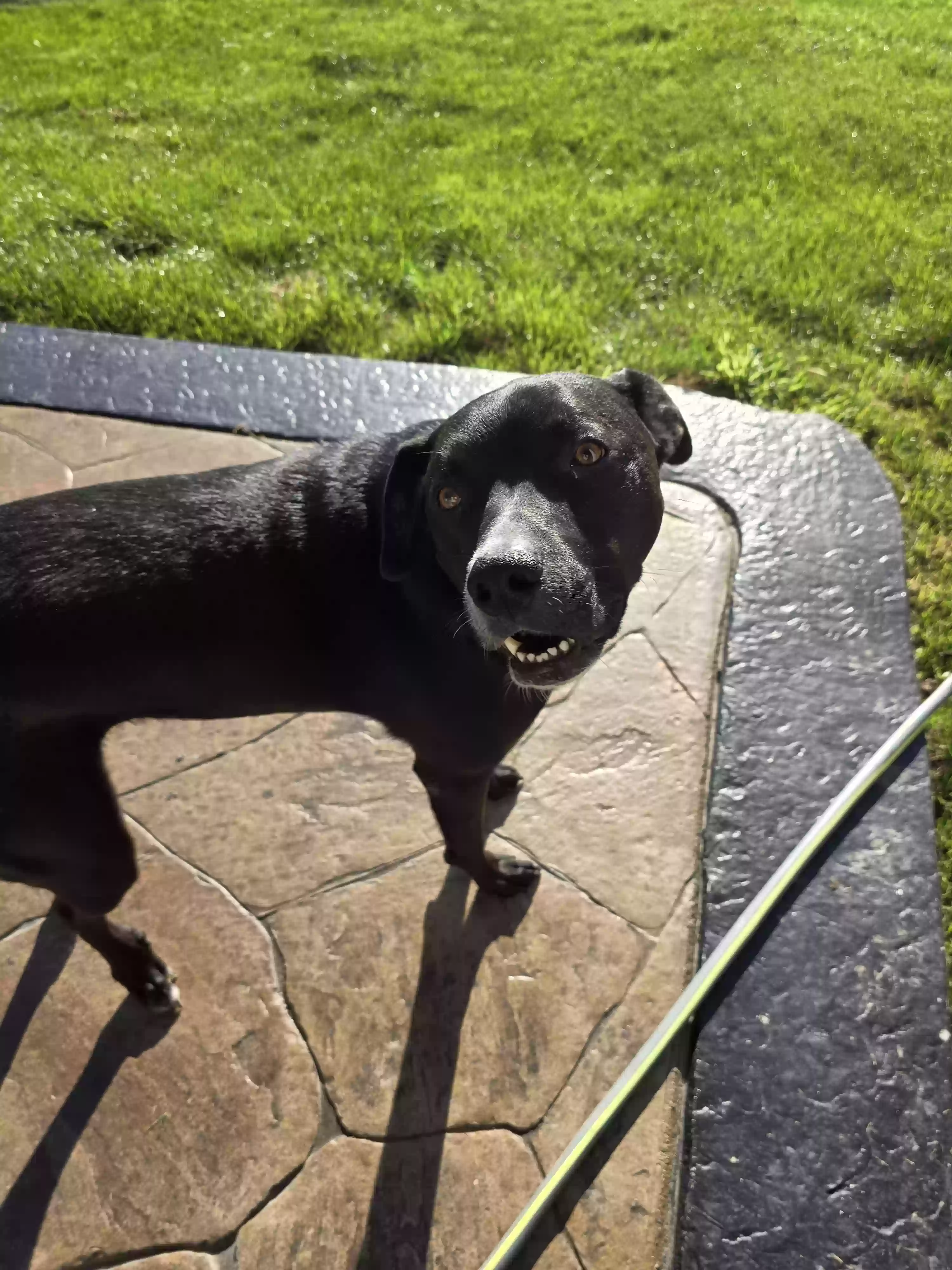 adoptable Dog in Ray,MI named Bruno