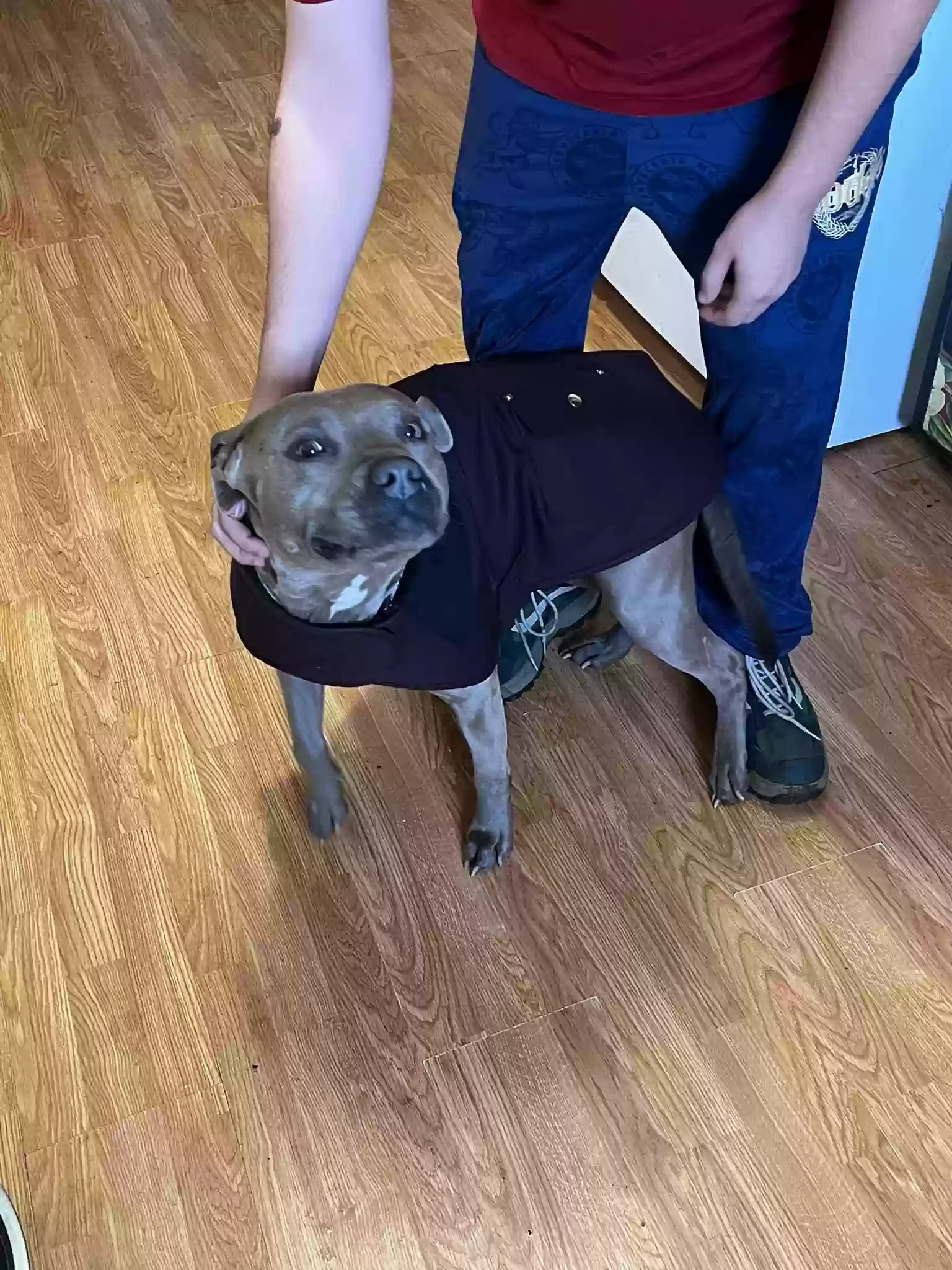 adoptable Dog in Green Forest,AR named Bunny