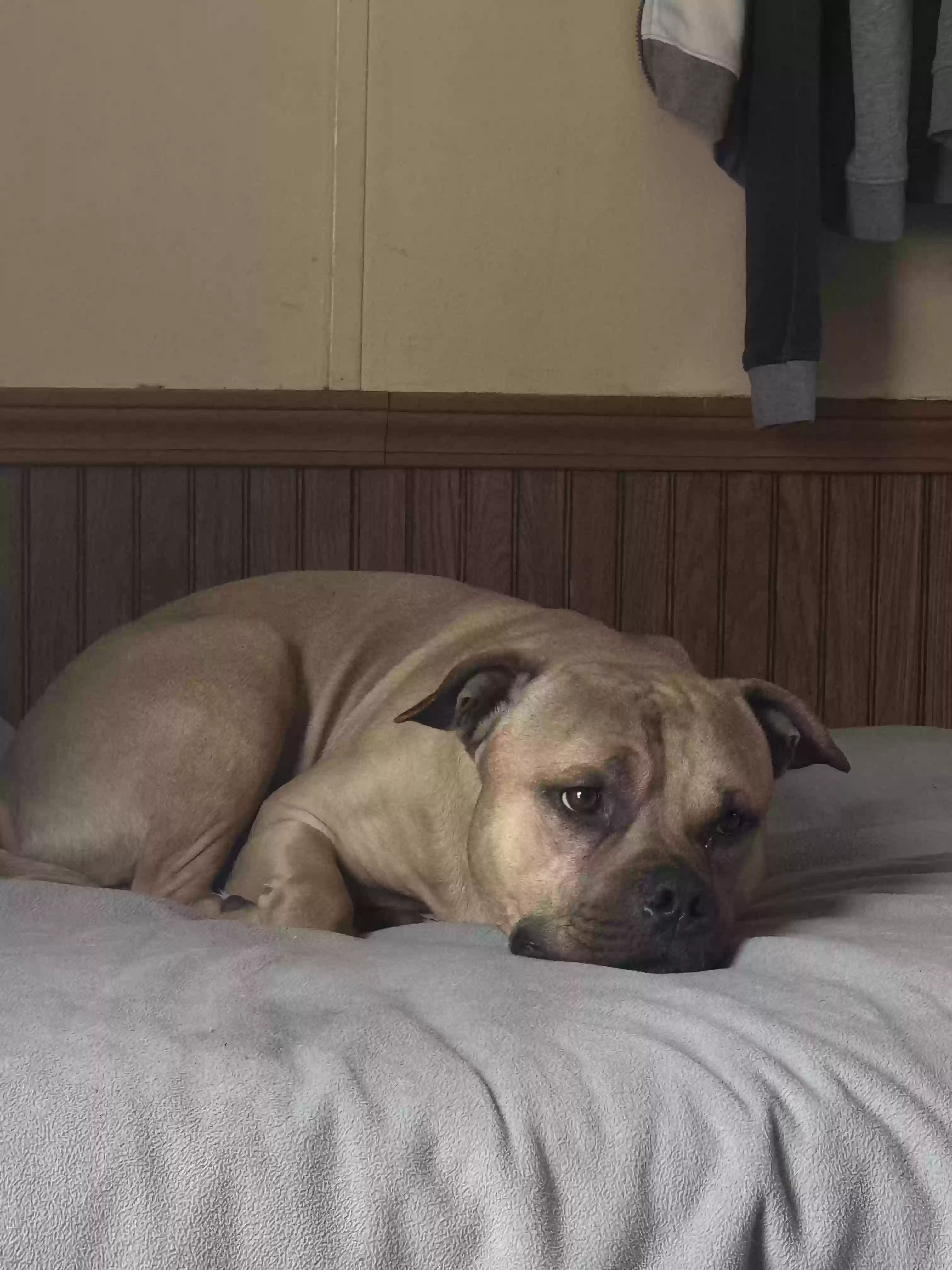 adoptable Dog in Cincinnati,OH named Scooby Hazelnut