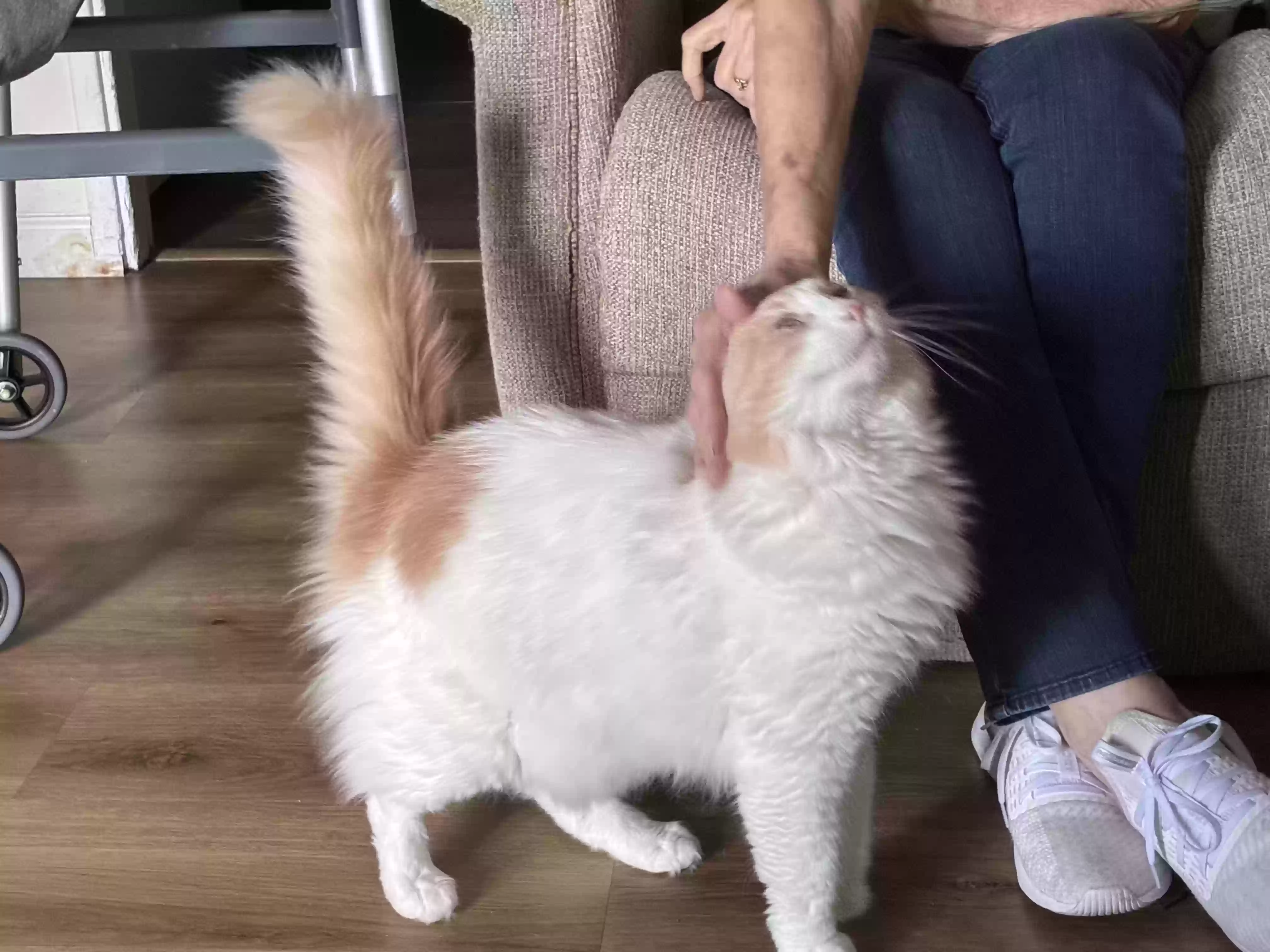 adoptable Cat in Granite City,IL named Mahomes