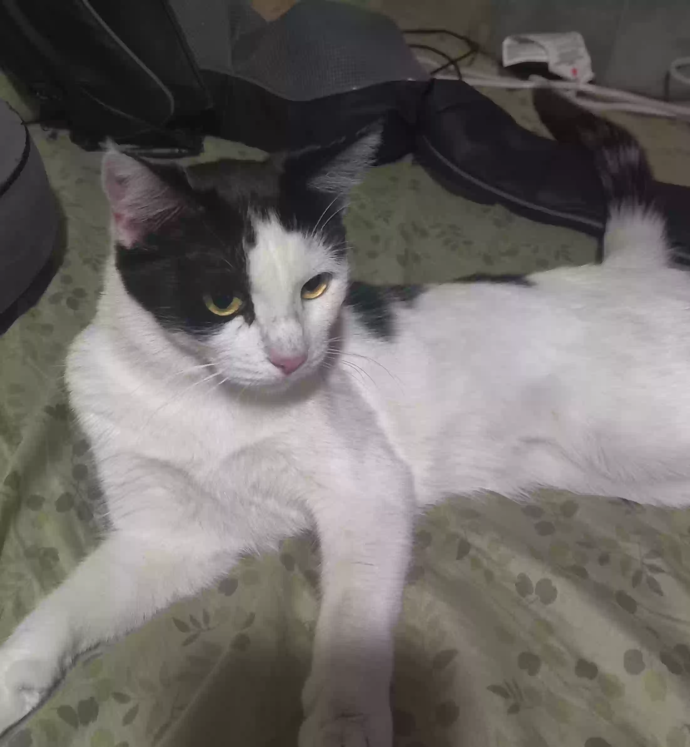 adoptable Cat in Clovis,CA named Mercy dawn