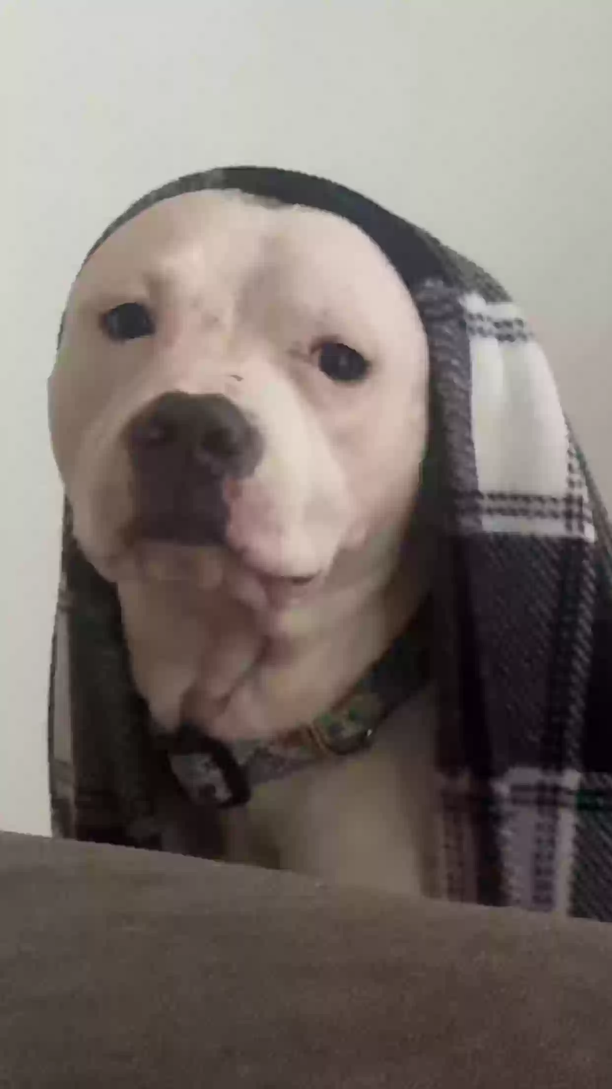 adoptable Dog in Paris,TN named Belle