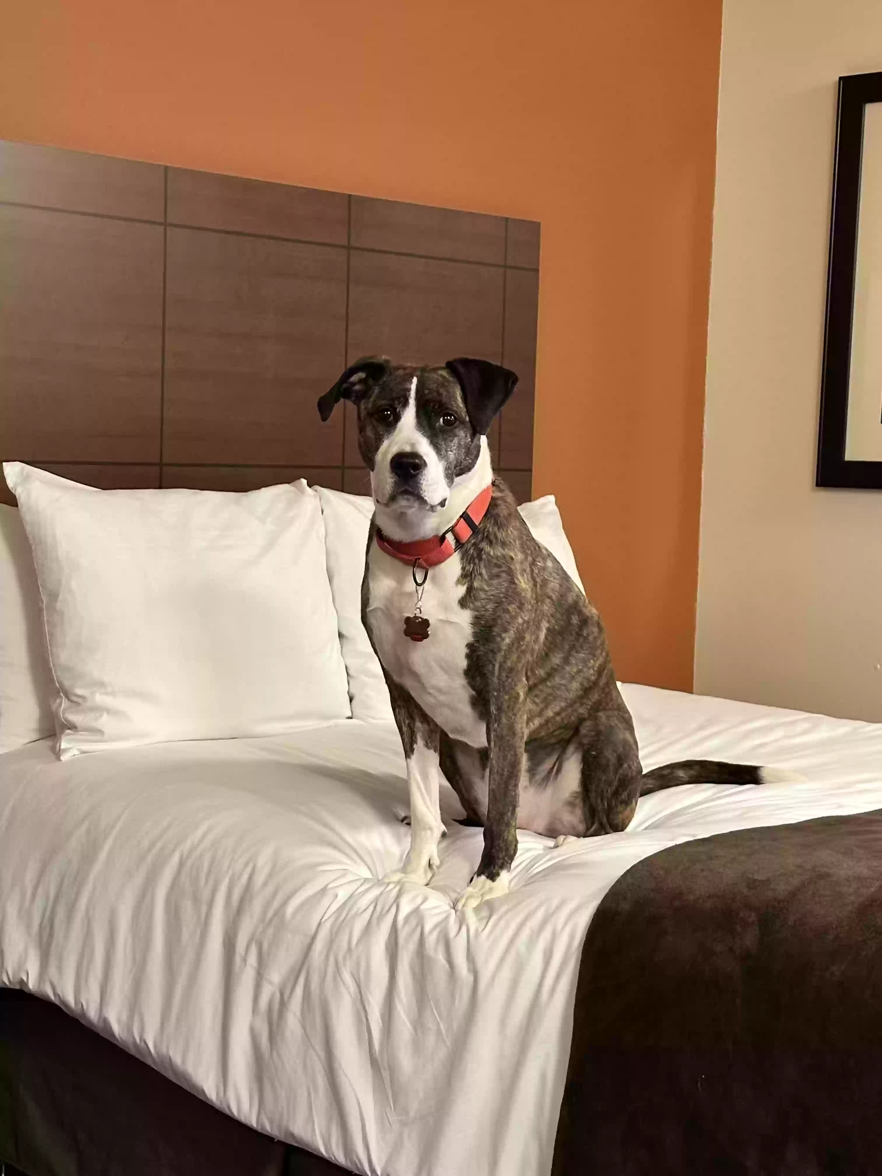 adoptable Dog in Waterford,MI named Bug
