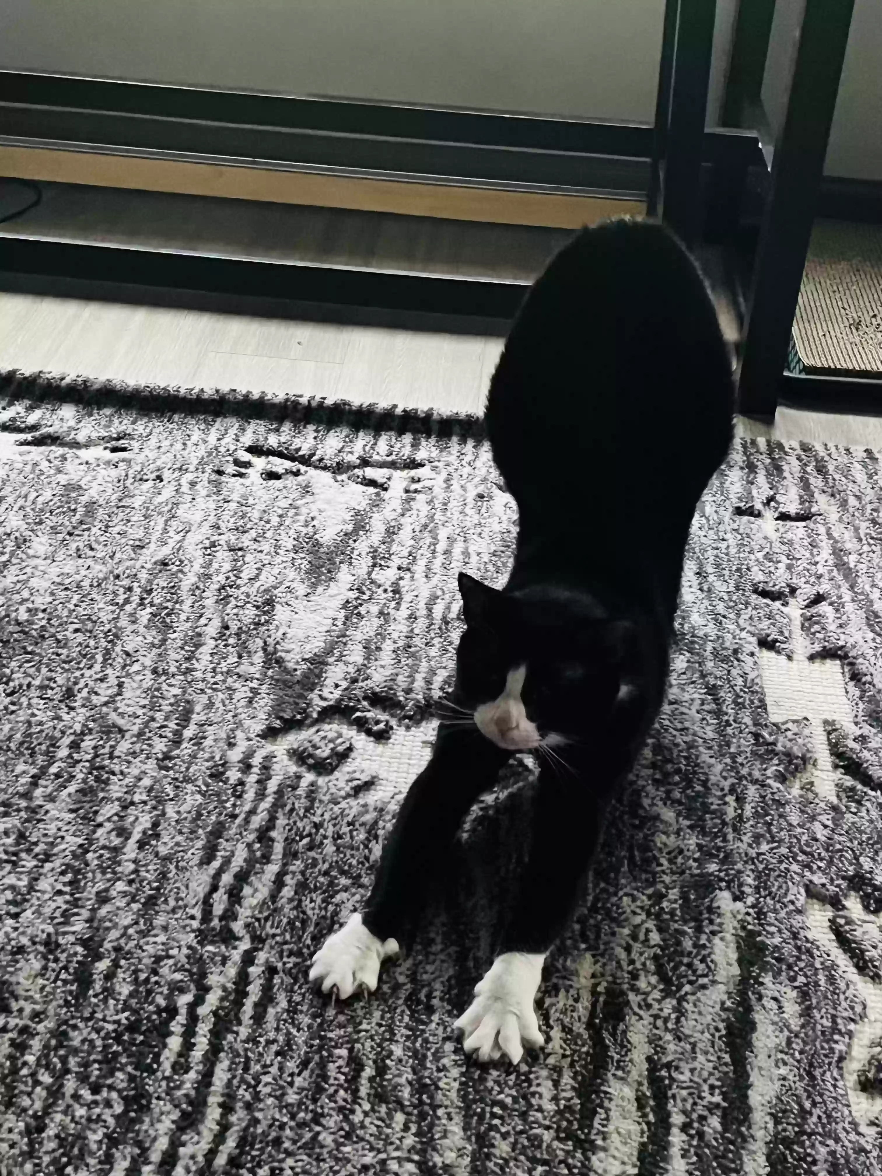 adoptable Cat in Knoxville,TN named Grace Kelly