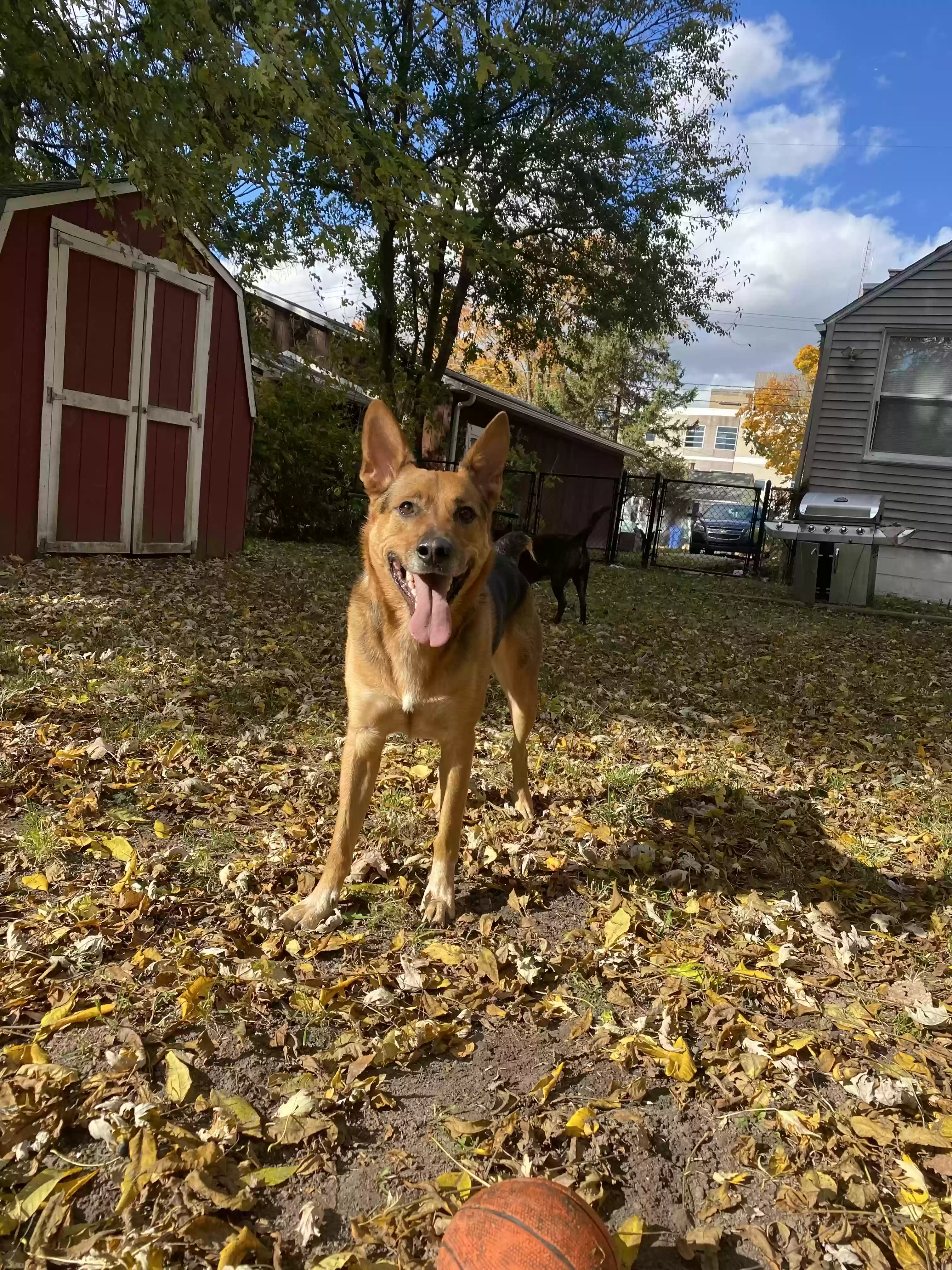 adoptable Dog in Lansing,MI named Odin
