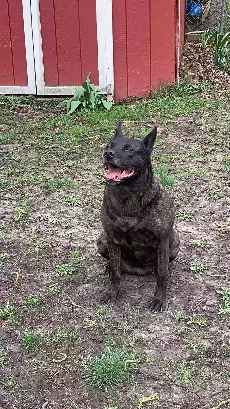 adoptable Dog in Lansing,MI named Moose
