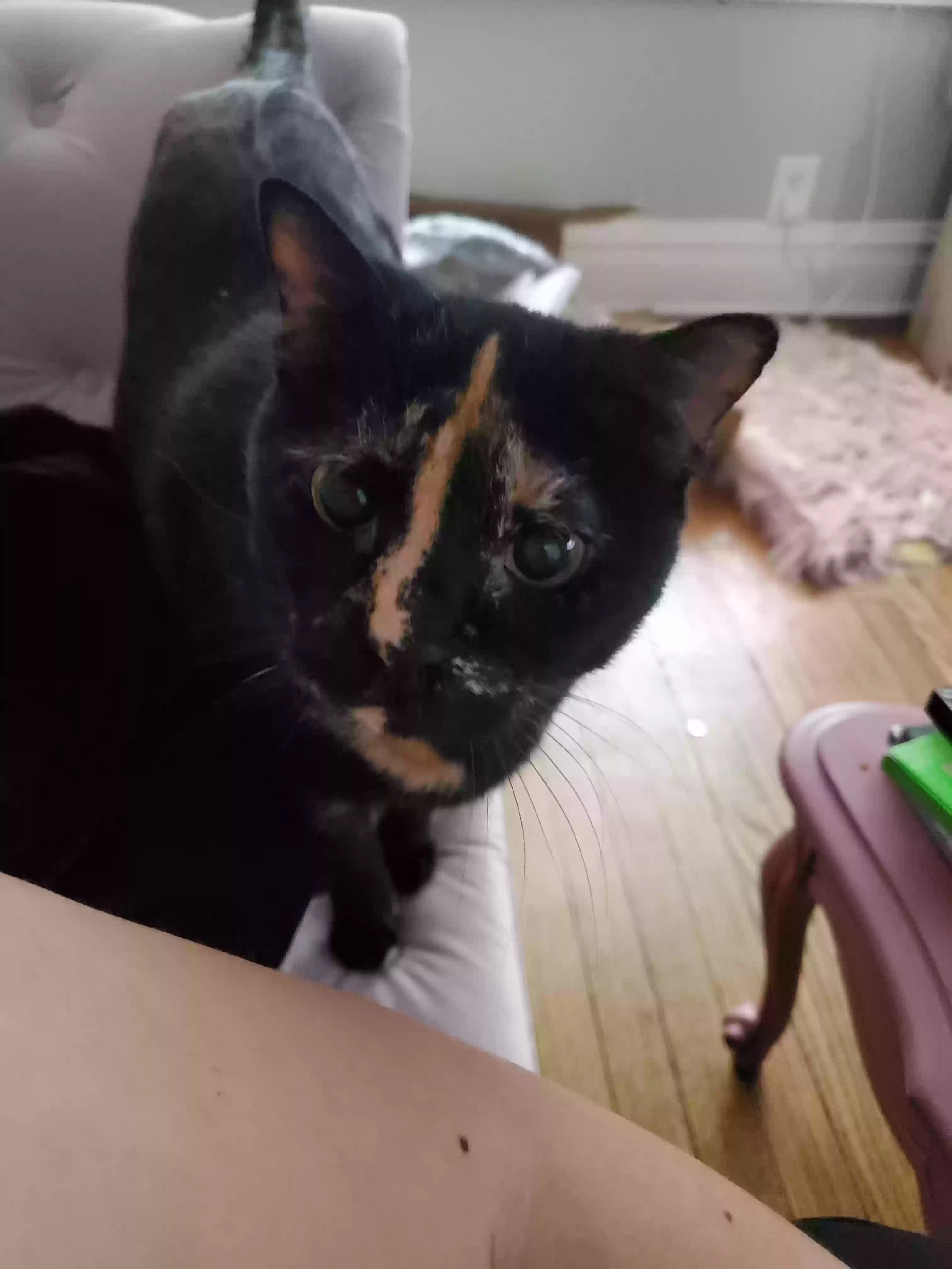 adoptable Cat in Chicago,IL named Sweetpea