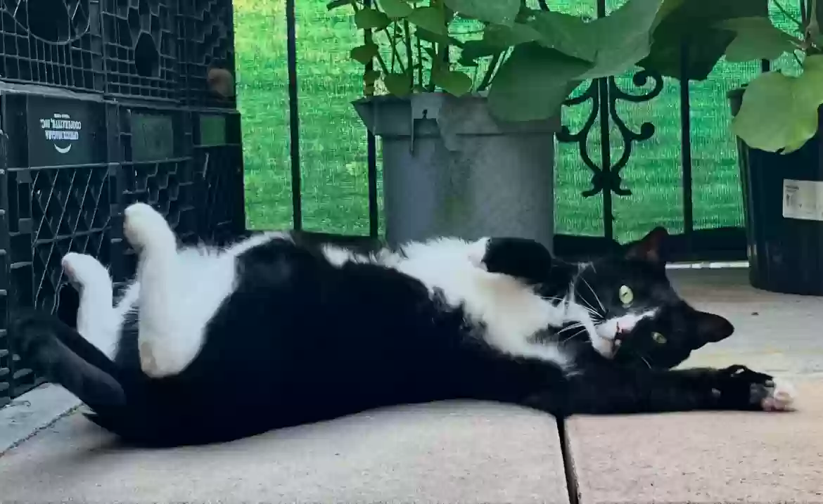 adoptable Cat in Brooklyn,NY named Sweet Kitton