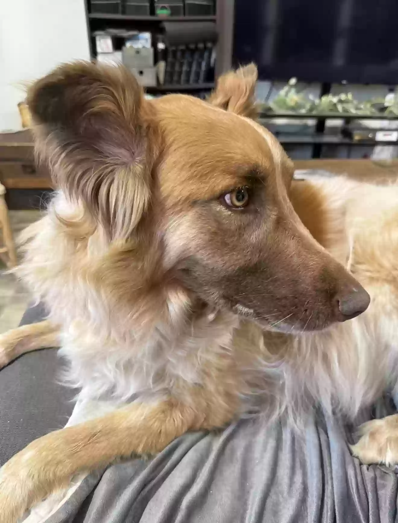 adoptable Dog in Mayer,AZ named Sadie