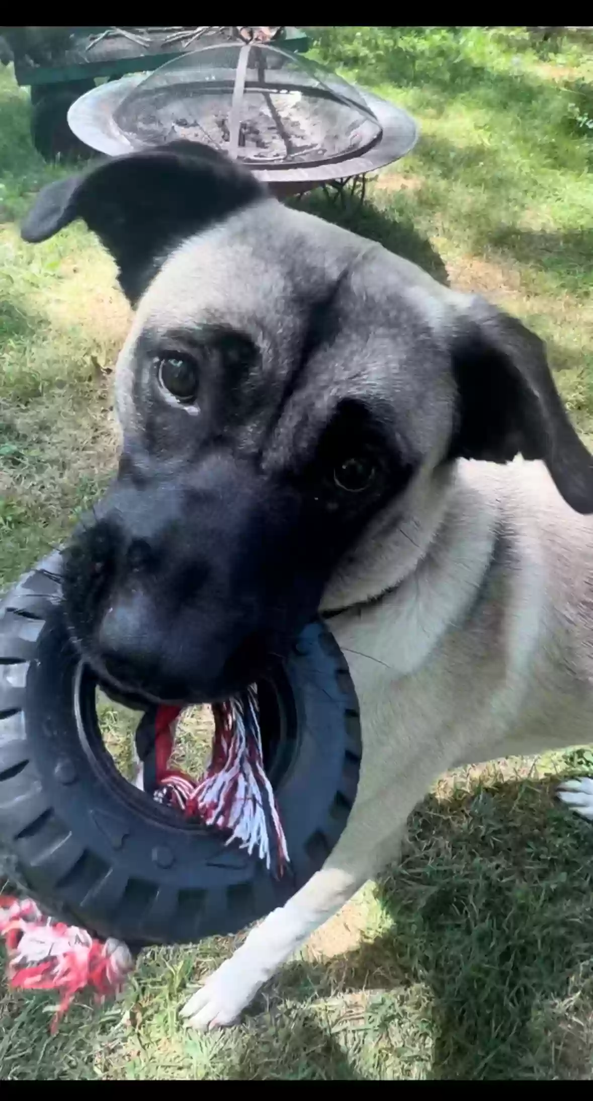 adoptable Dog in Flower Mound,TX named Sadie
