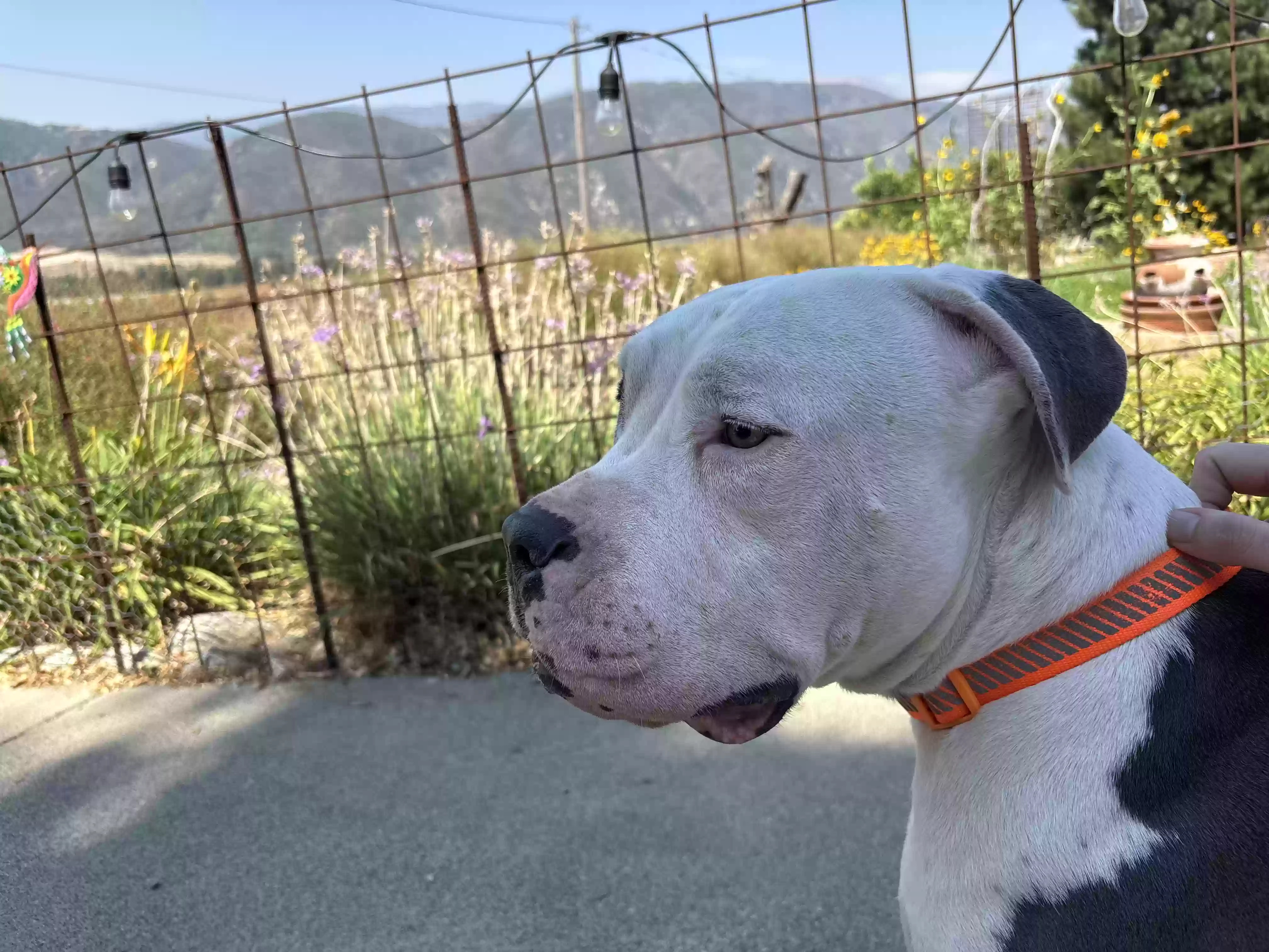 adoptable Dog in San Bernardino,CA named Tank