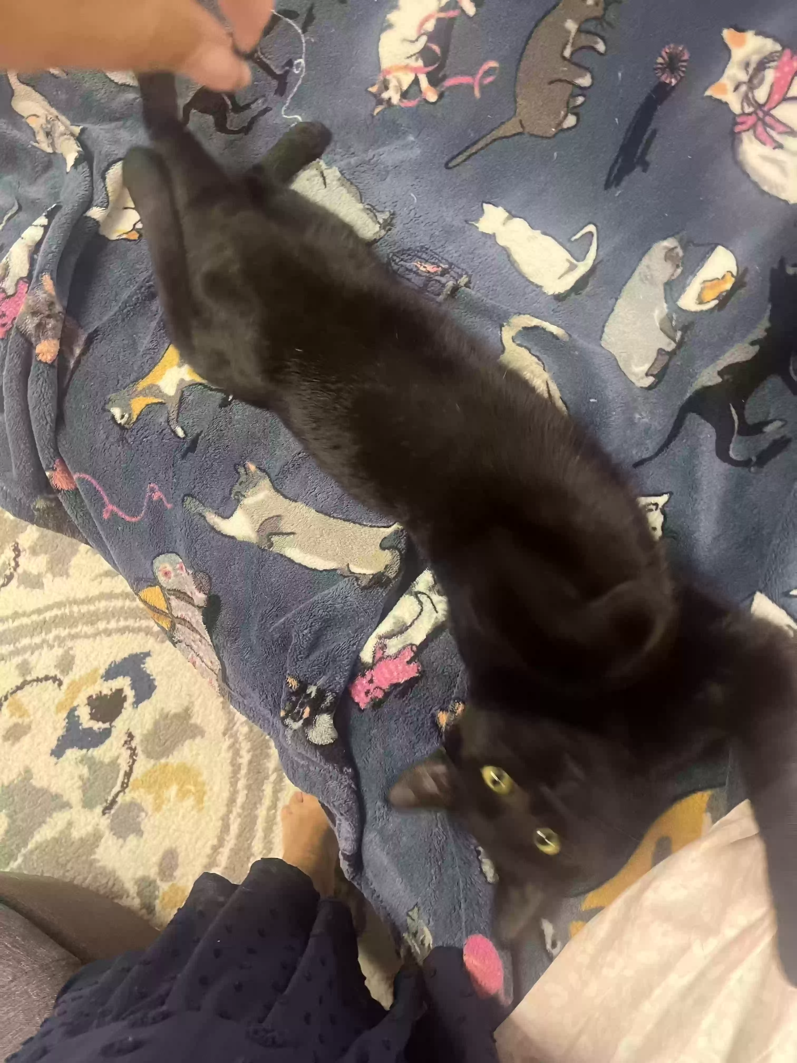 adoptable Cat in Canton,MI named i have 2. Freddy and licorice