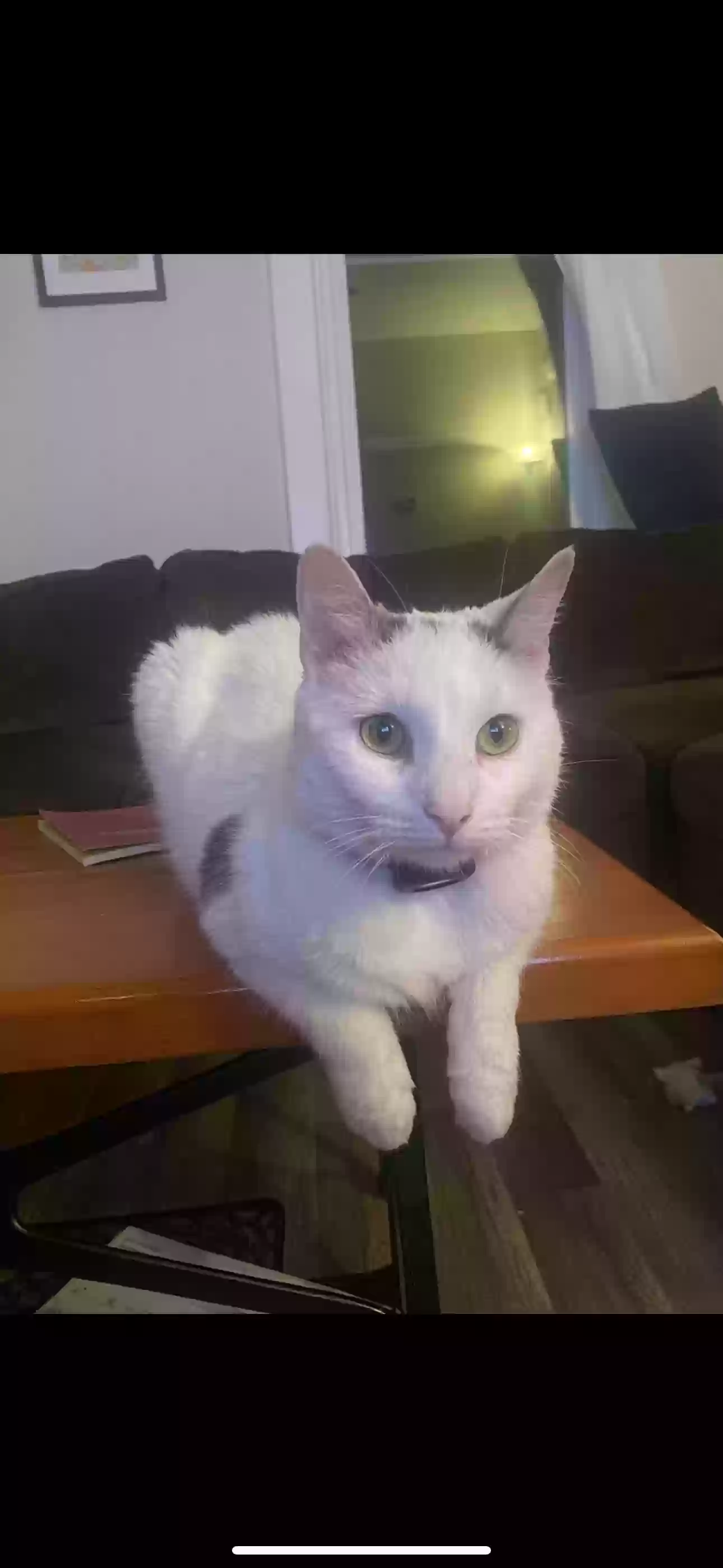 adoptable Cat in Garland,TX named Deniz
