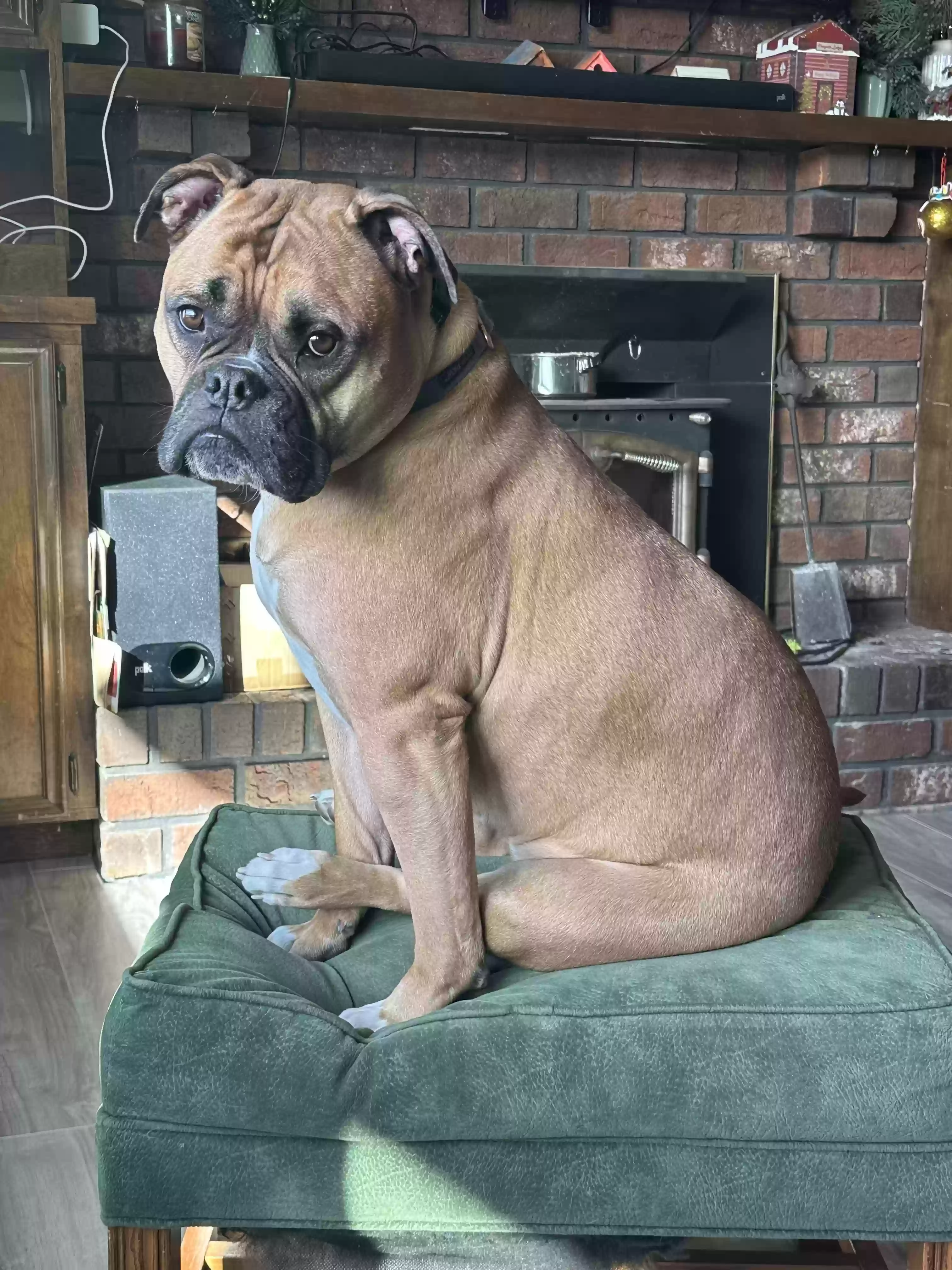 adoptable Dog in Grandville,MI named Nova