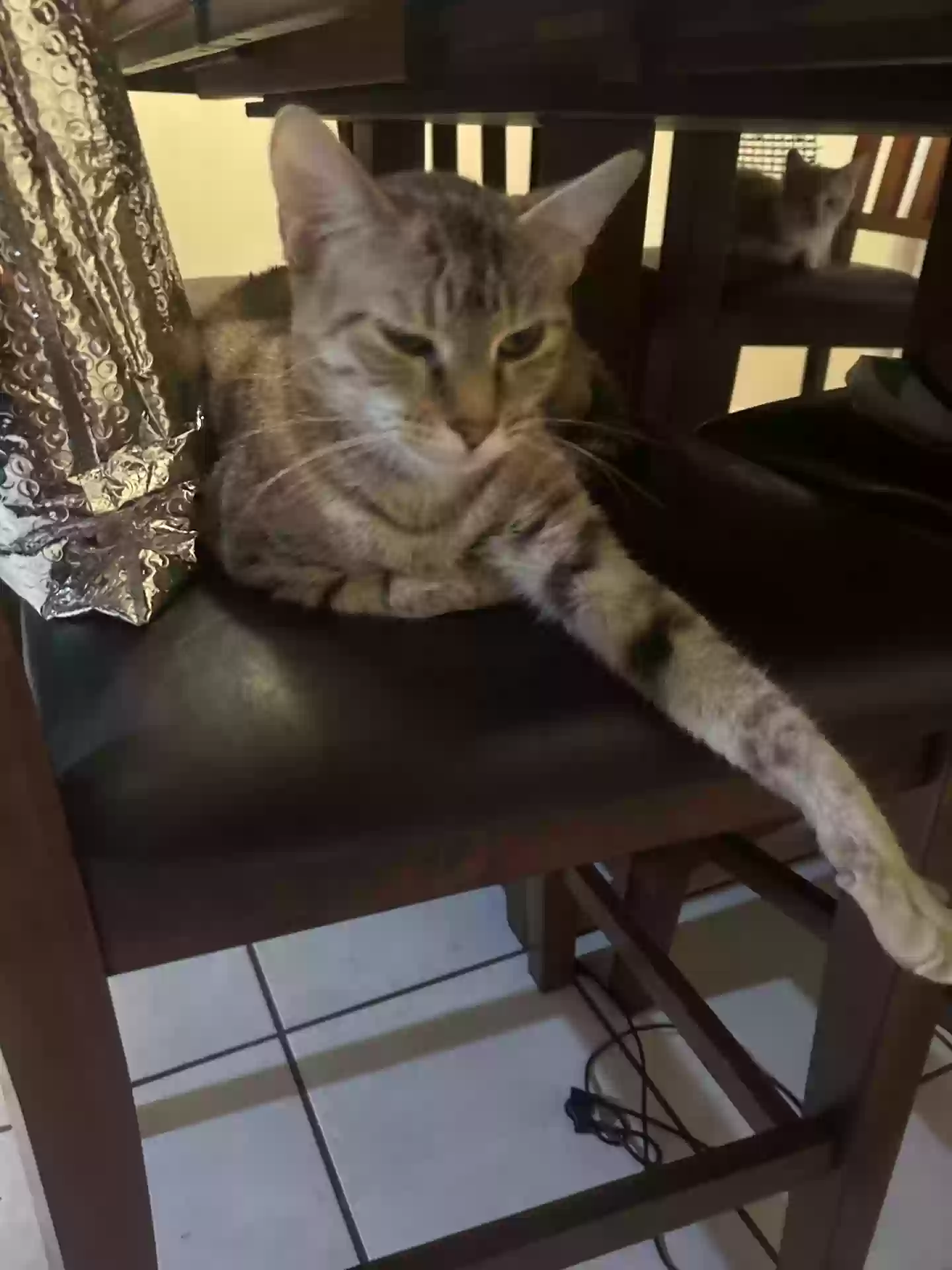 adoptable Cat in Visalia,CA named pumpkin