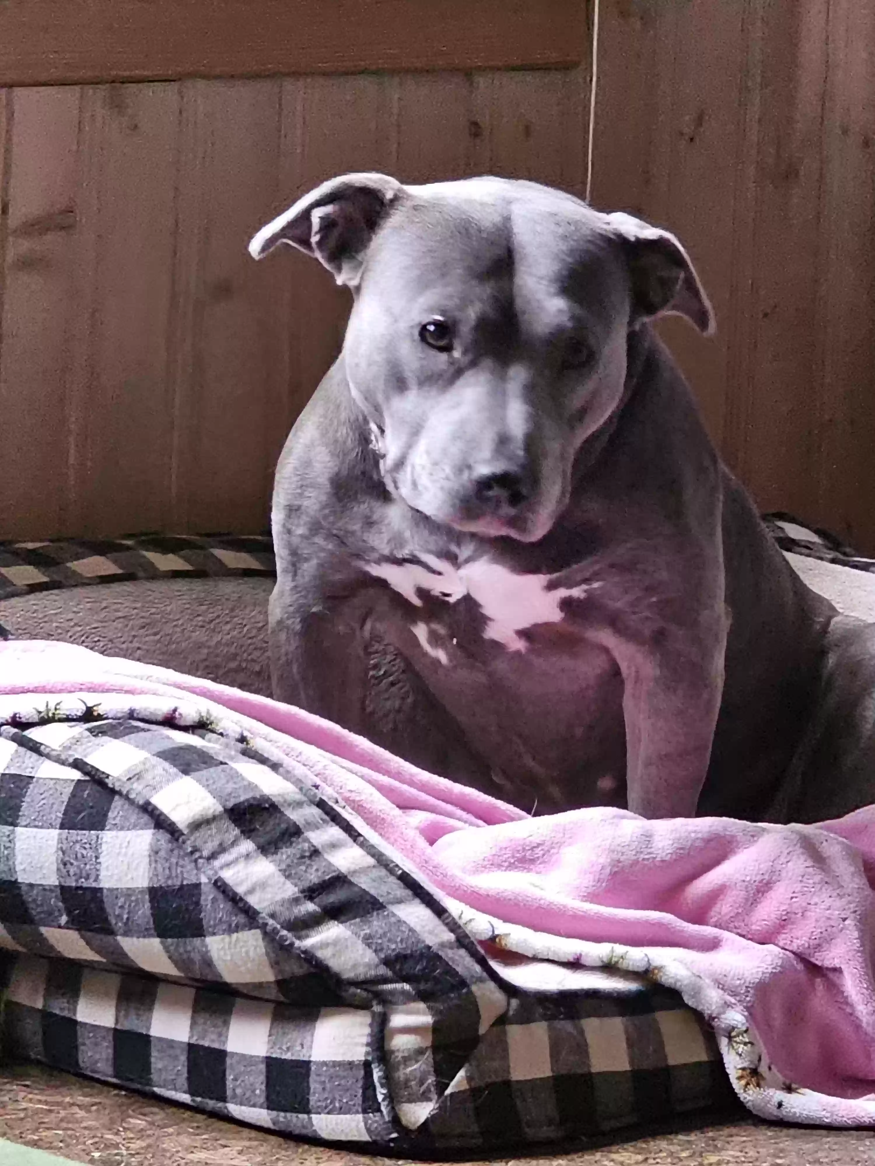 adoptable Dog in Jackson,MI named Delilah