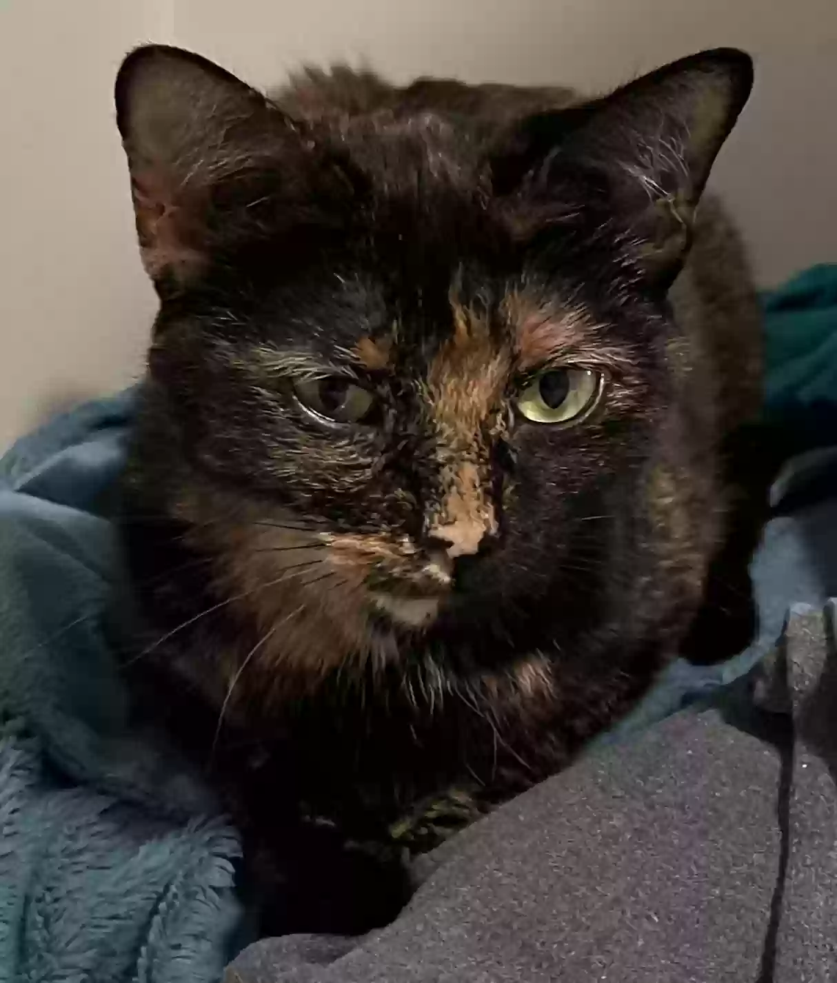 adoptable Cat in Wyoming,MI named Little Miss (Missy)