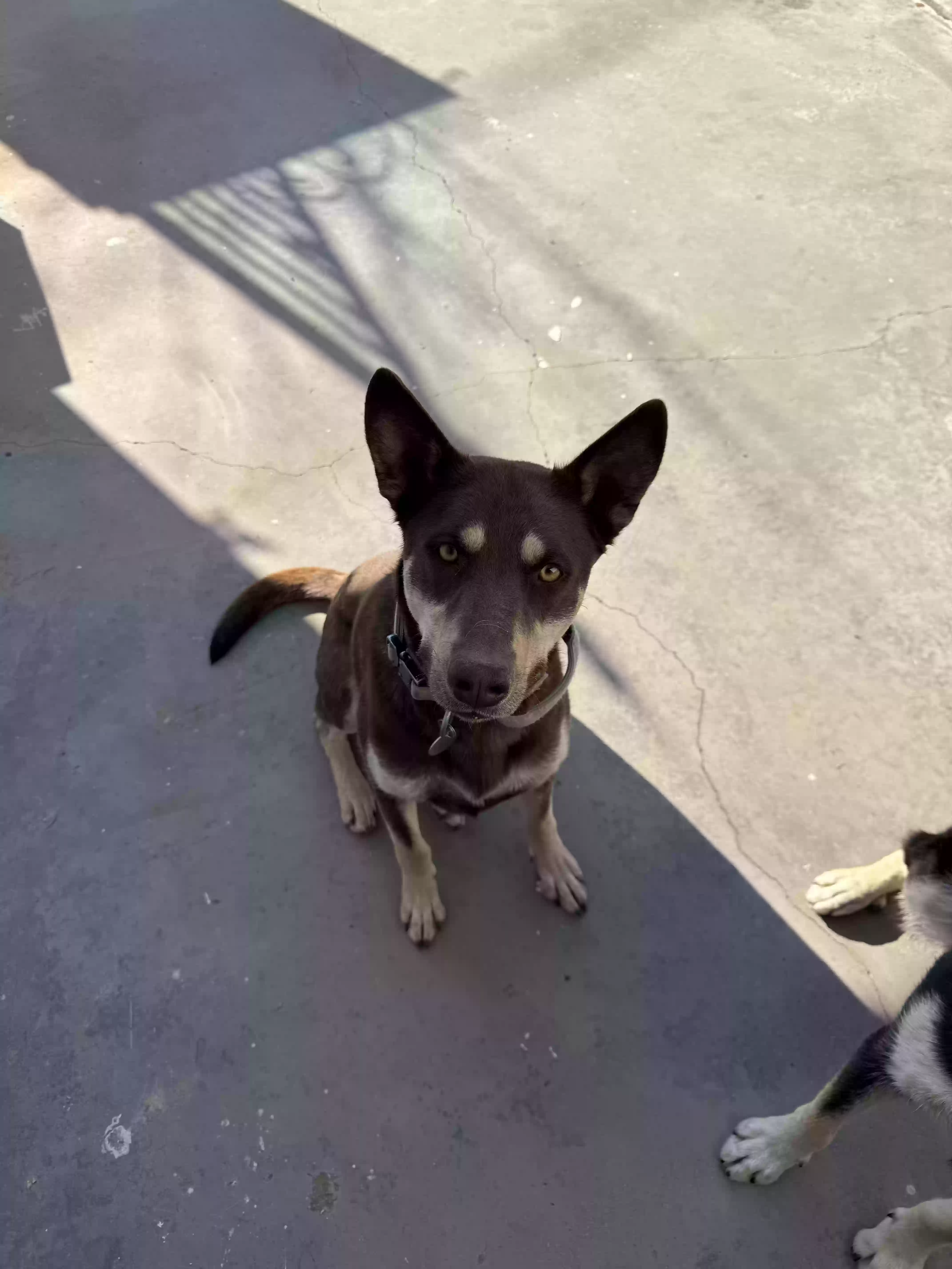 adoptable Dog in Prescott Valley,AZ named Roxie