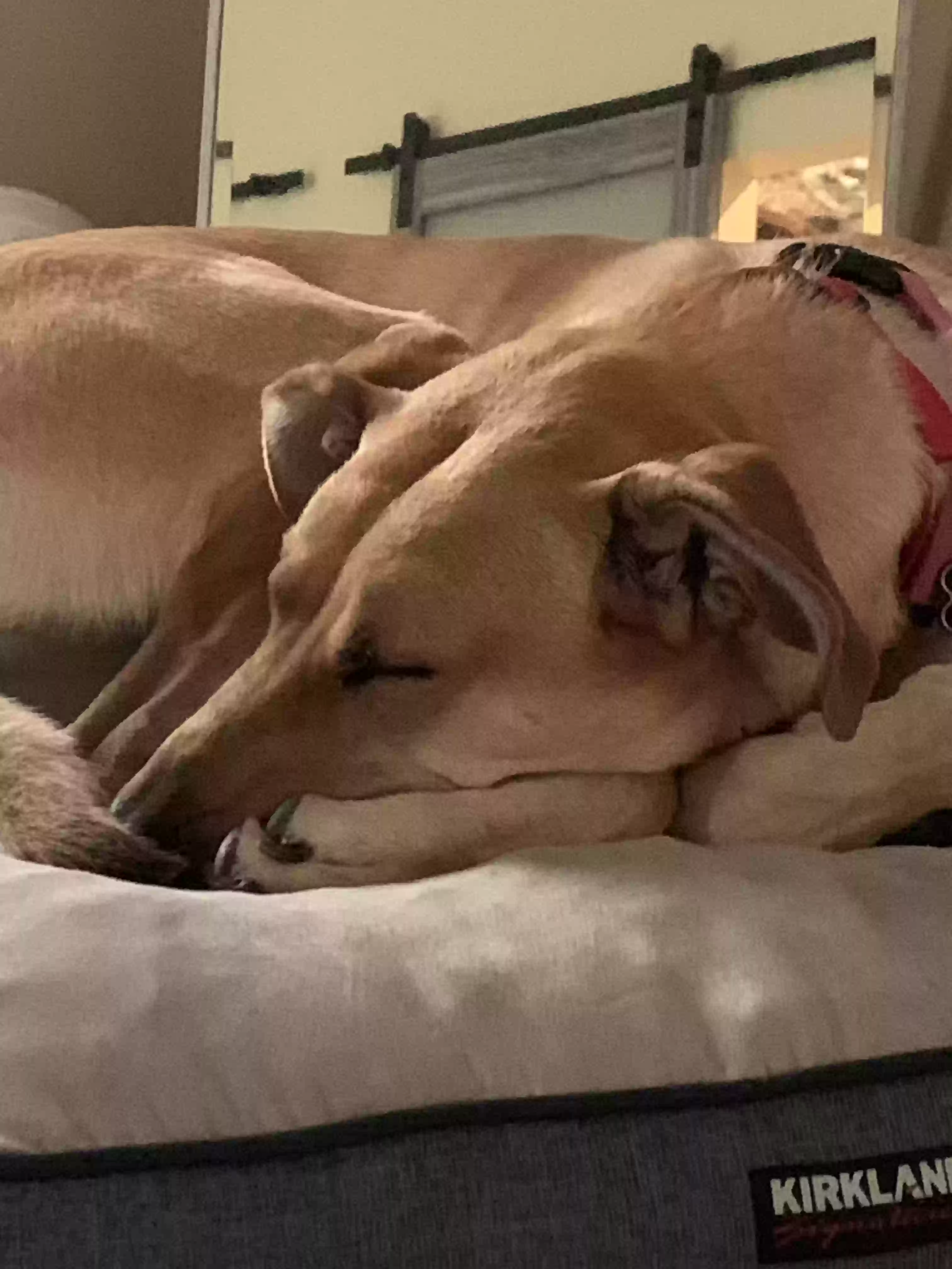 adoptable Dog in Oceanside,CA named Cleo