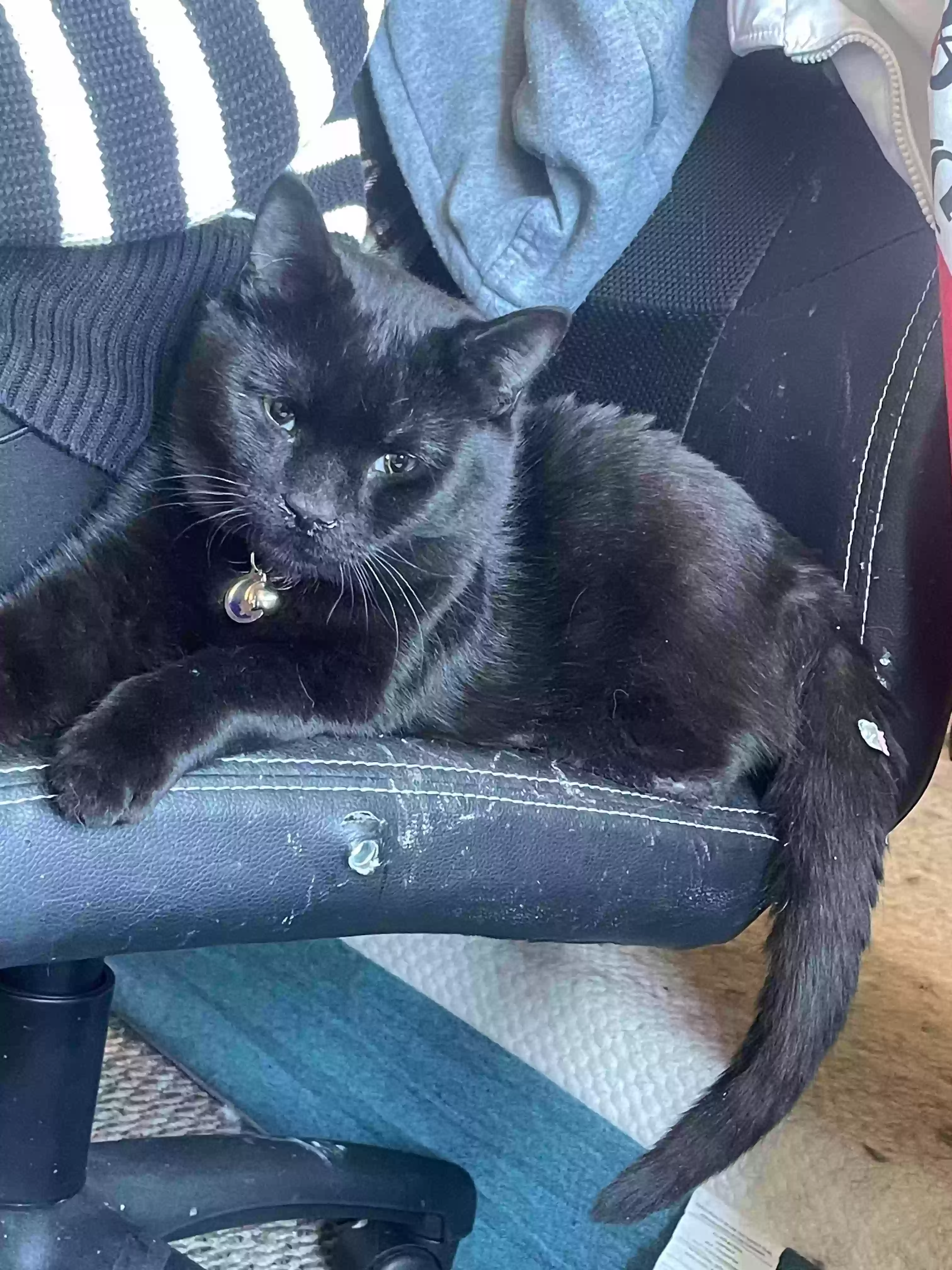 adoptable Cat in Kalamazoo,MI named Booberry
