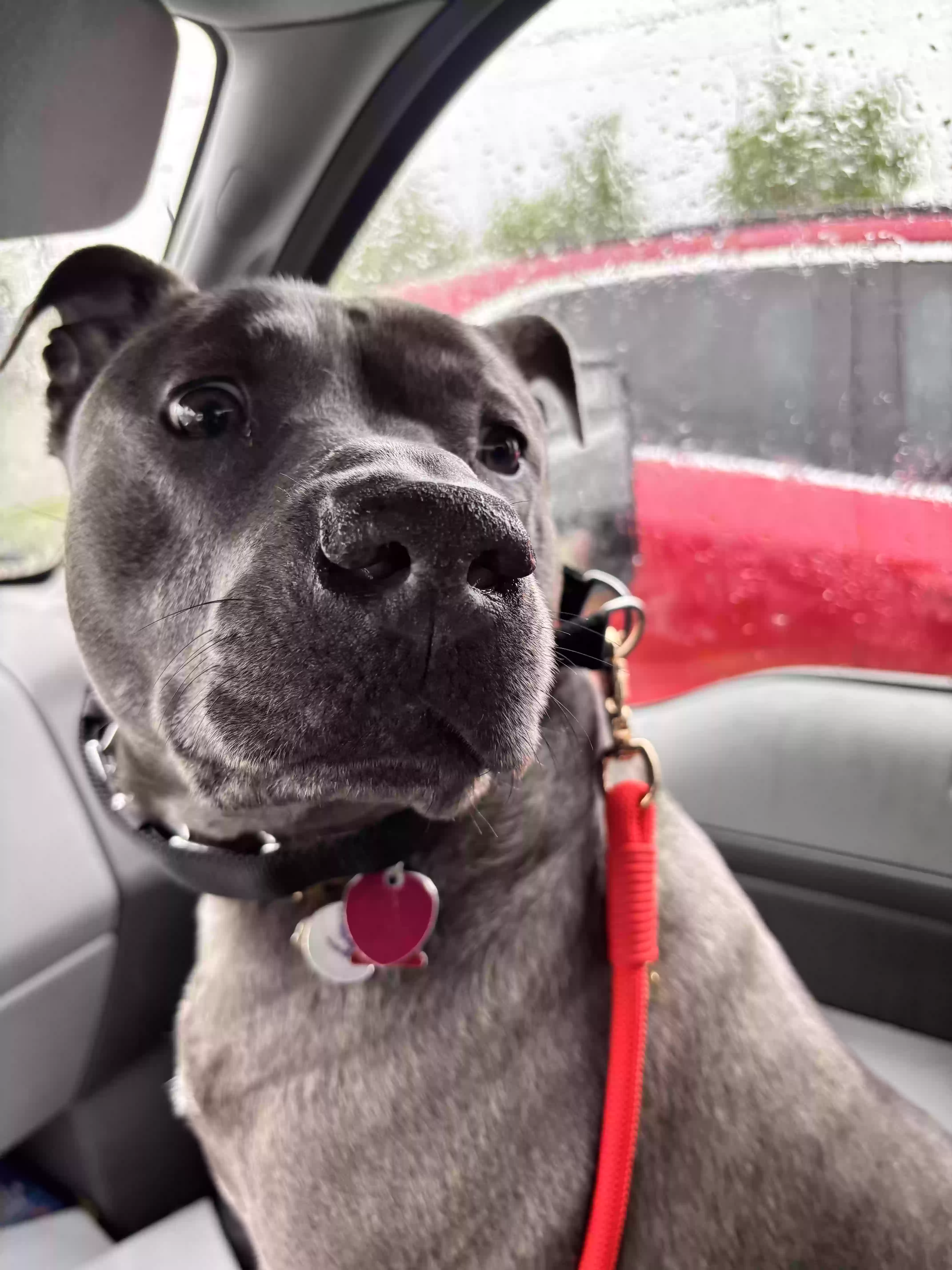 adoptable Dog in Eastpointe,MI named Boey