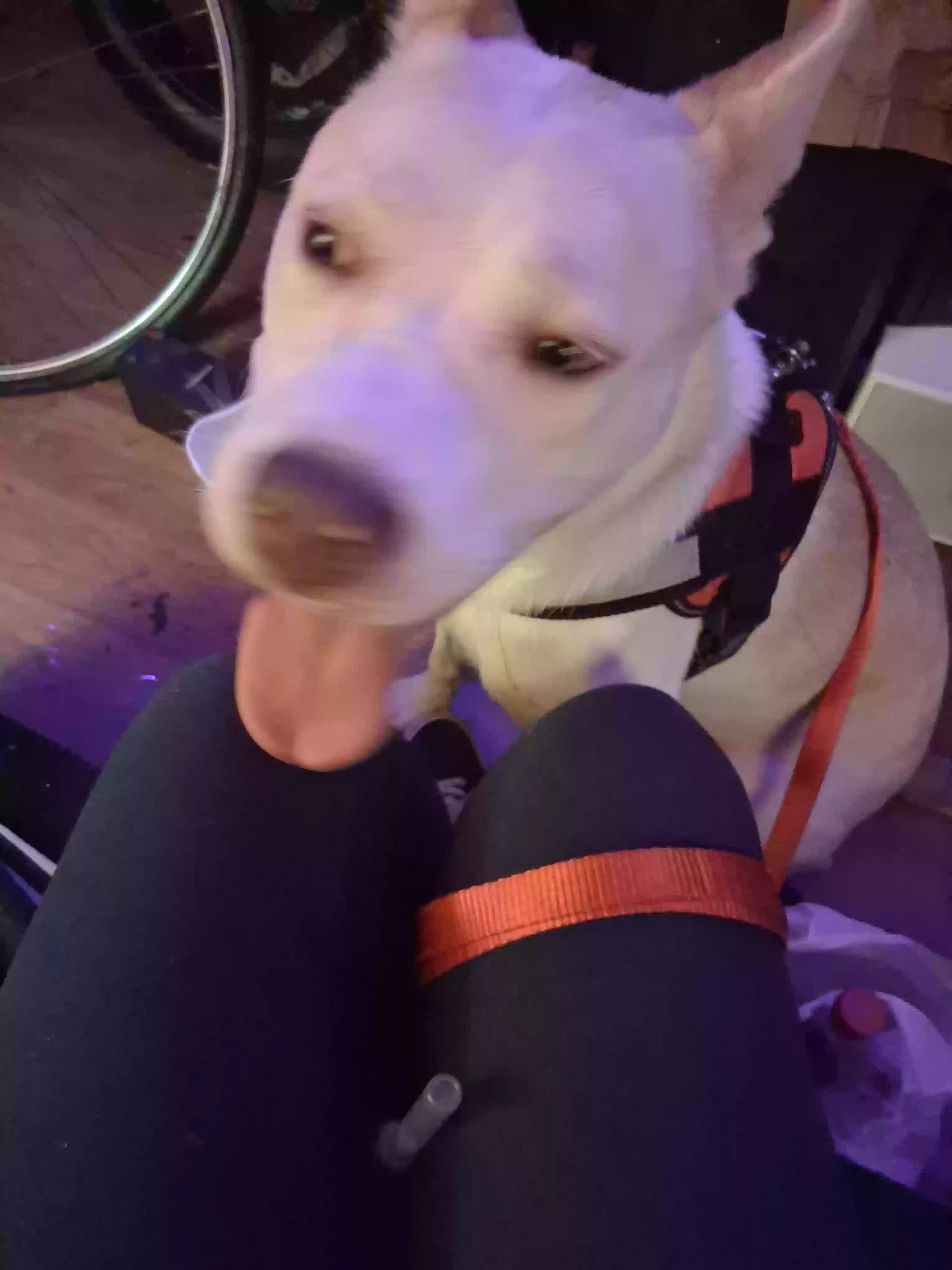 adoptable Dog in Pasadena,CA named Alaska