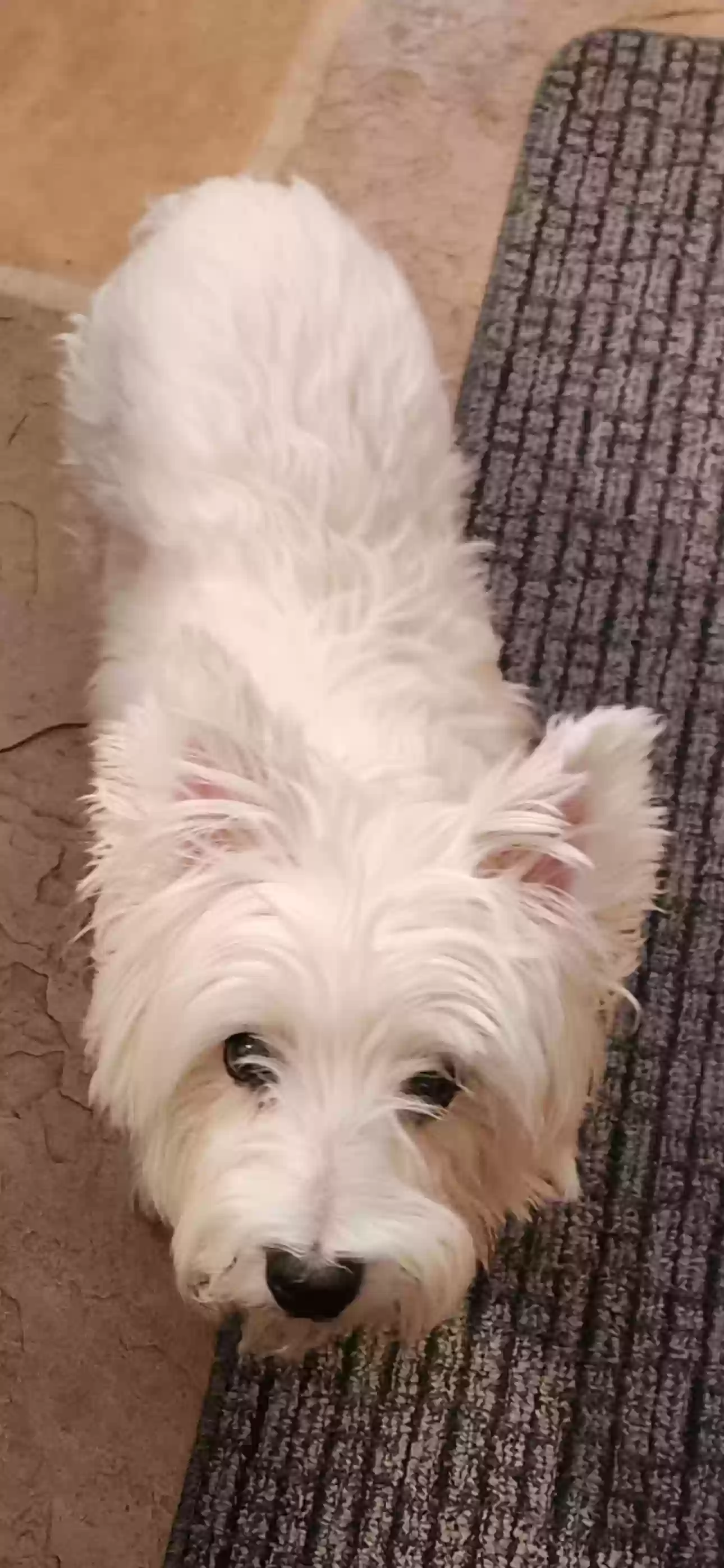 adoptable Dog in Scottsdale,AZ named 