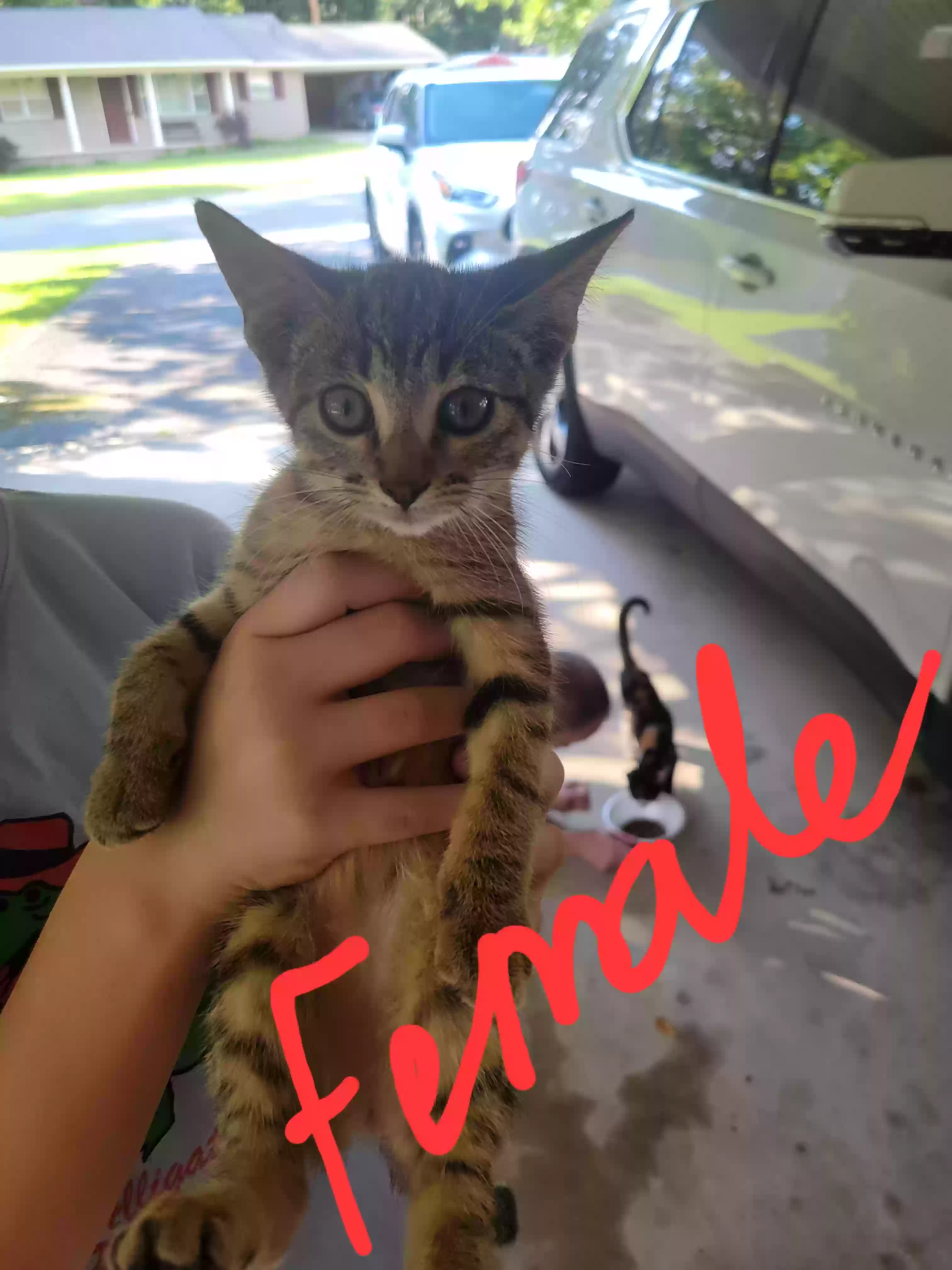 adoptable Cat in Malvern,AR named Female