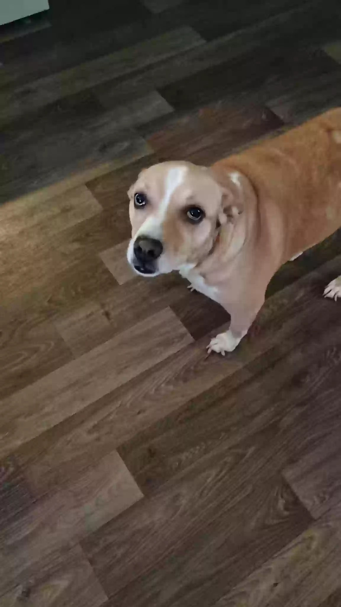adoptable Dog in Norfolk,VA named Goldie